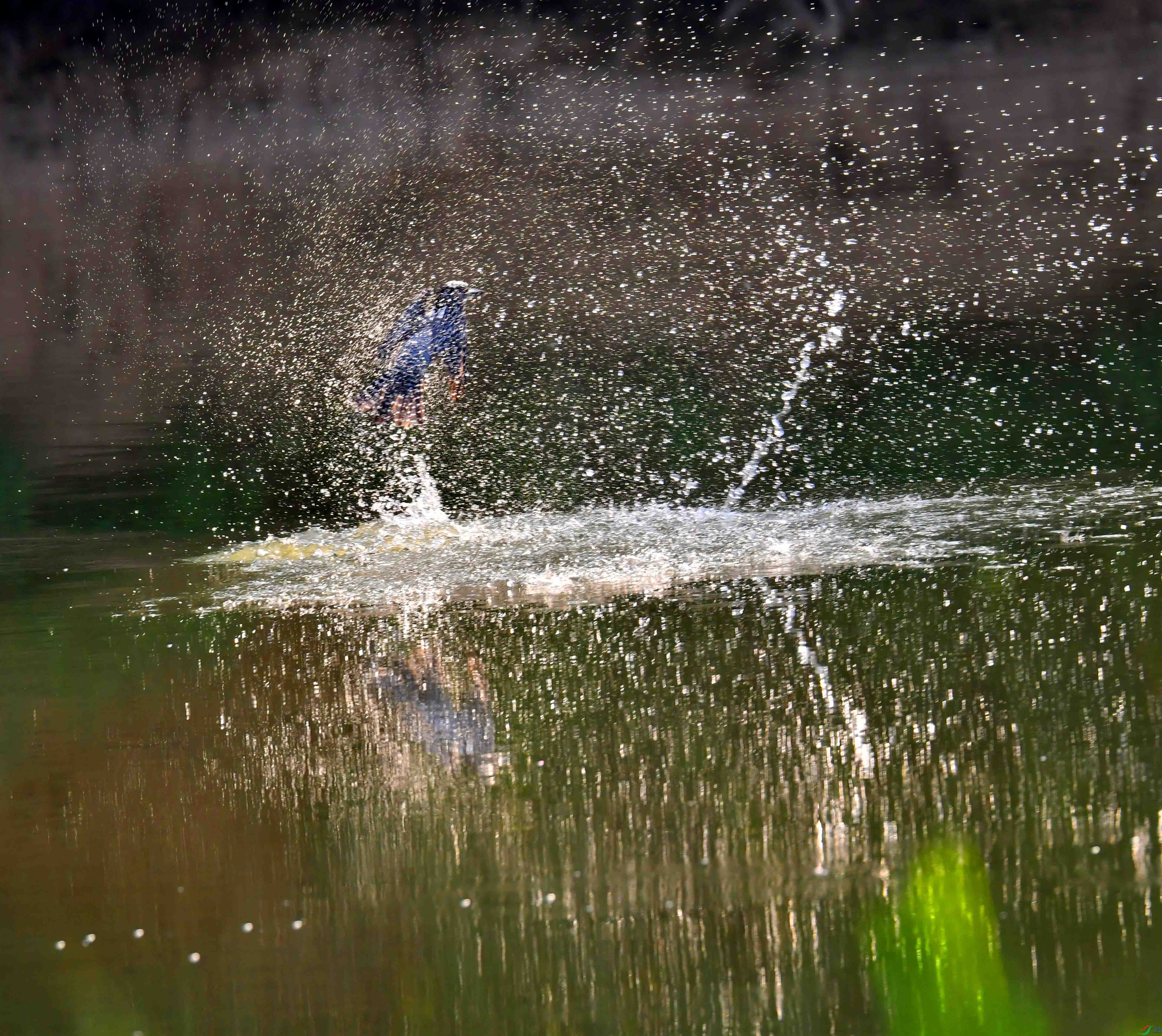 DSC_3988.JPG