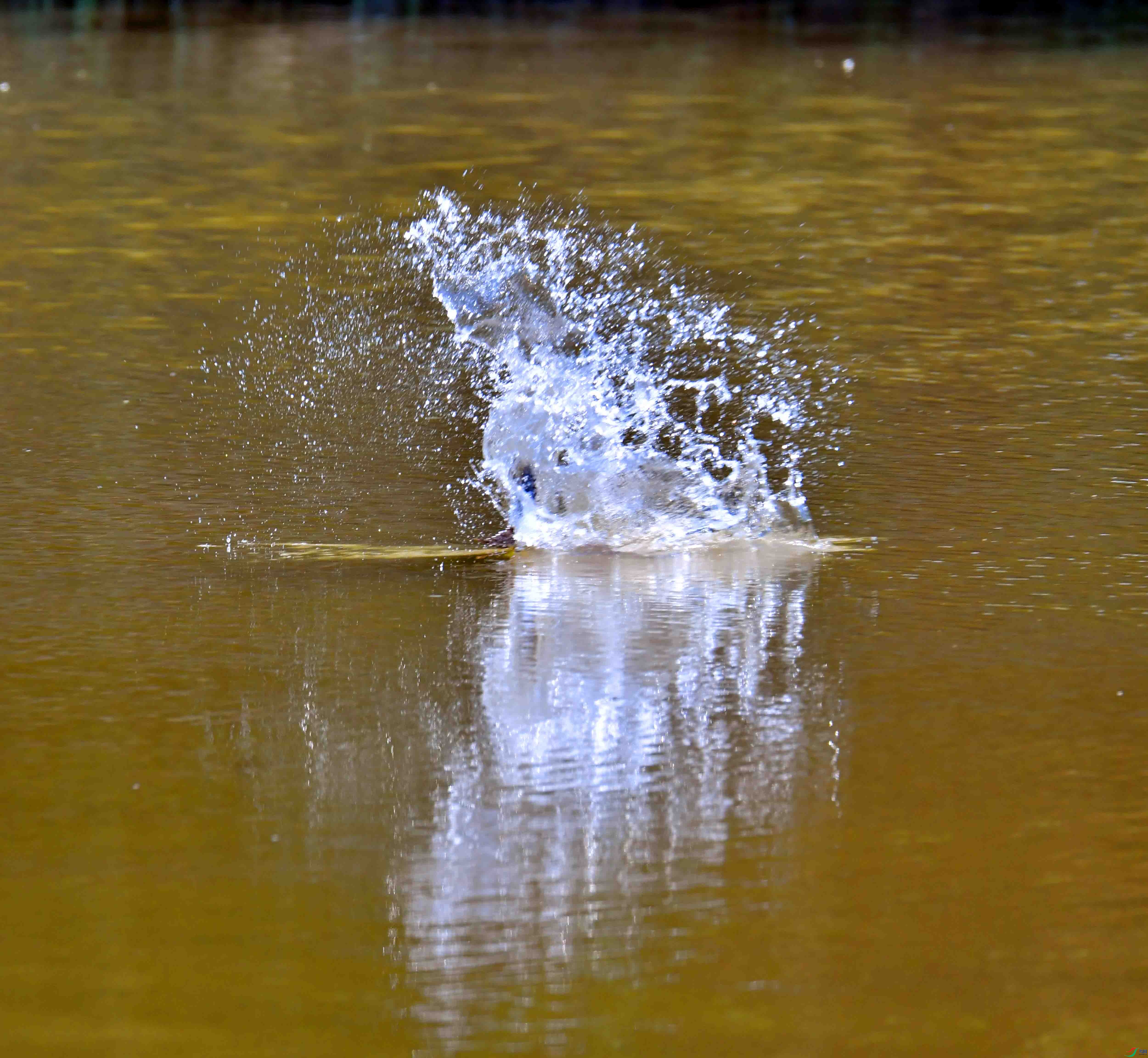 DSC_4099.JPG