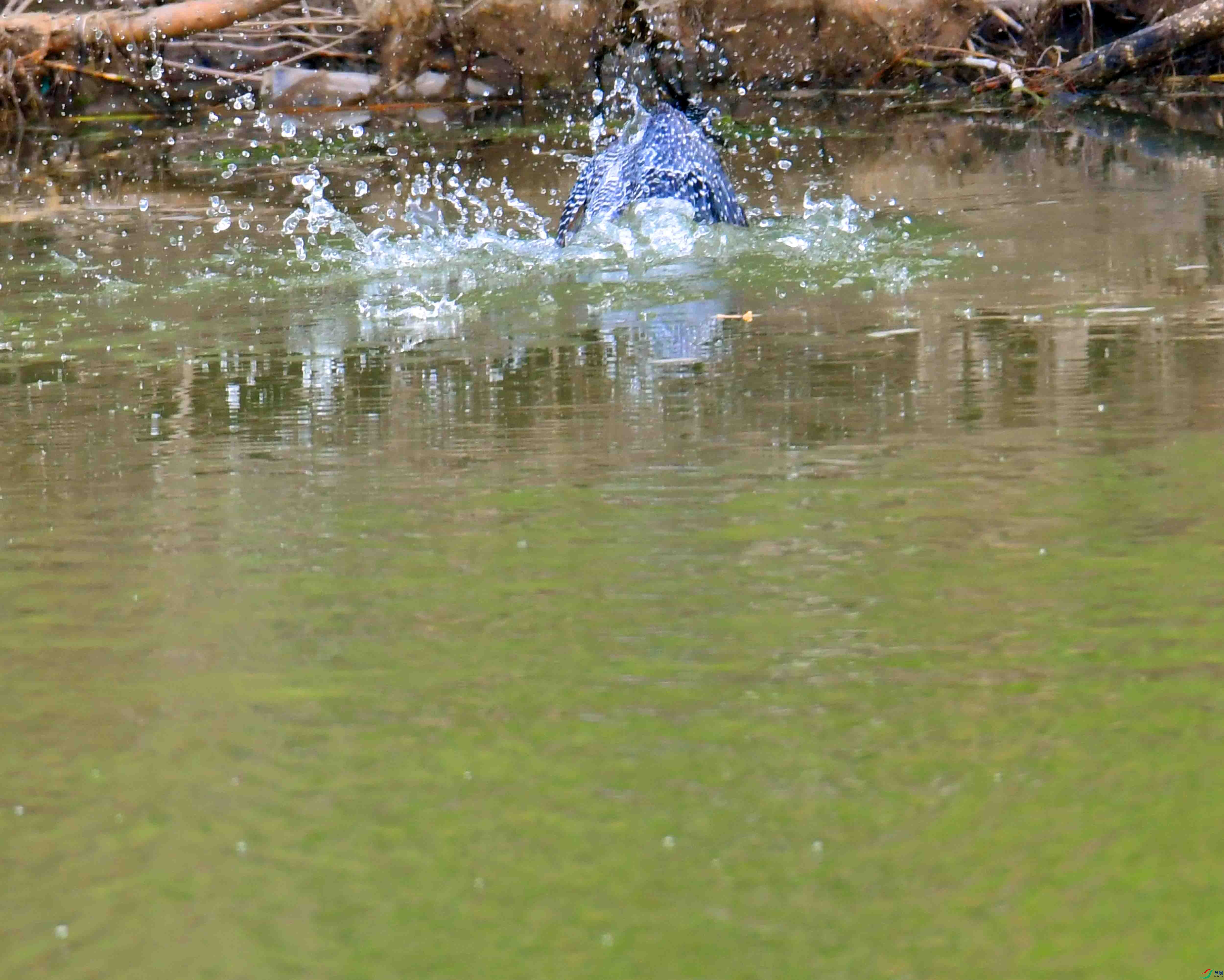 DSC_4096.JPG