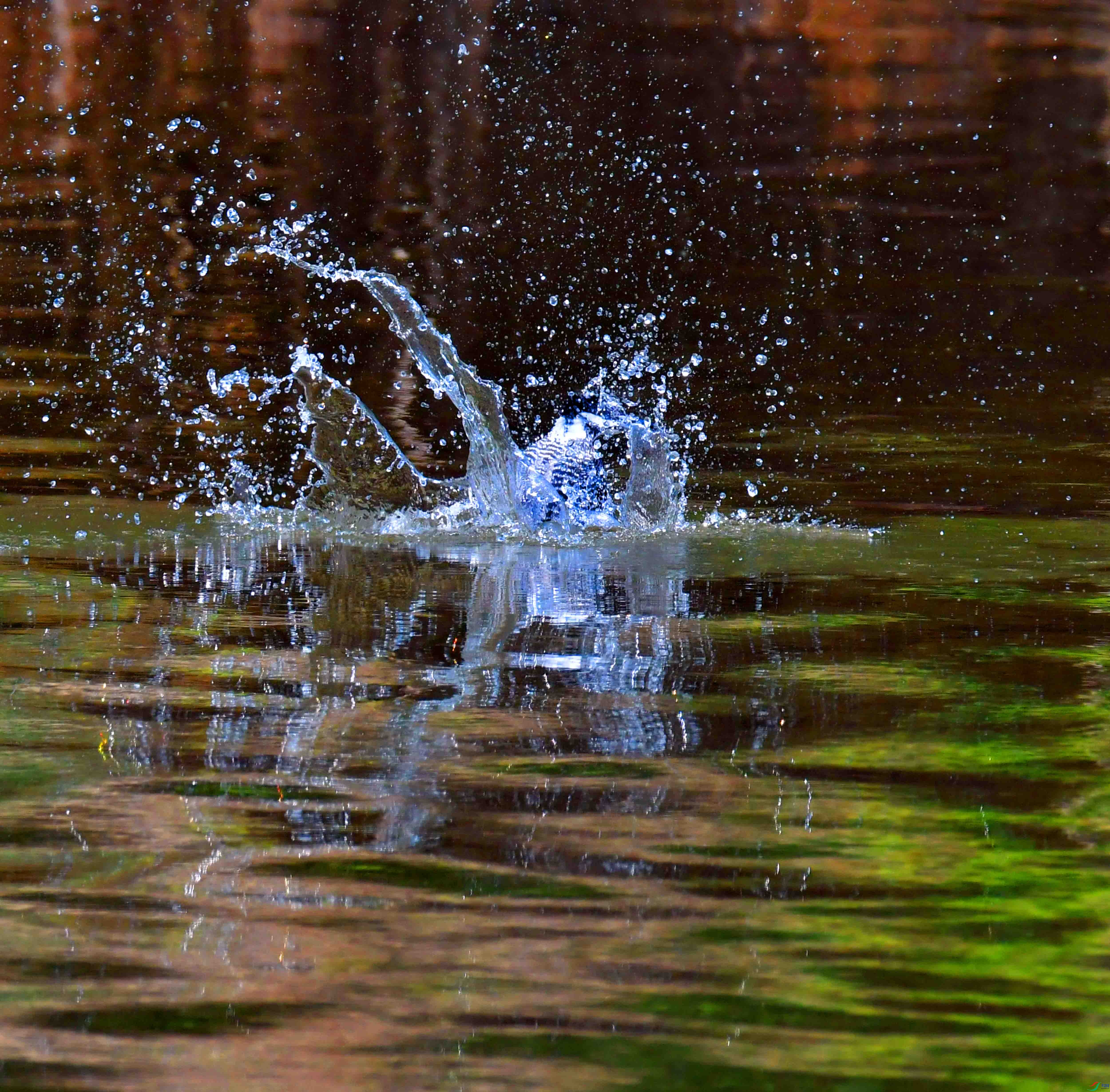 DSC_4310.JPG