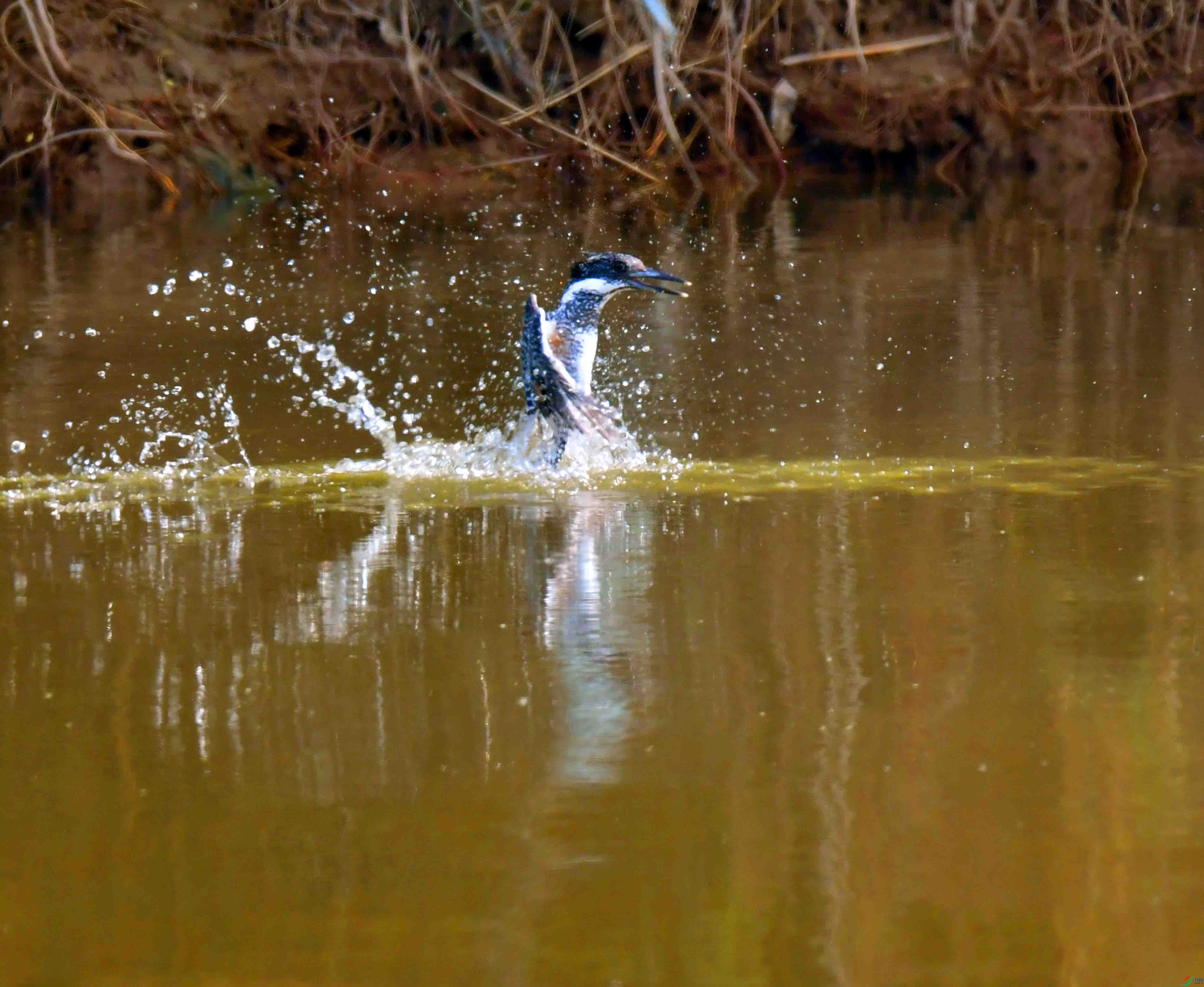 DSC_4168.JPG