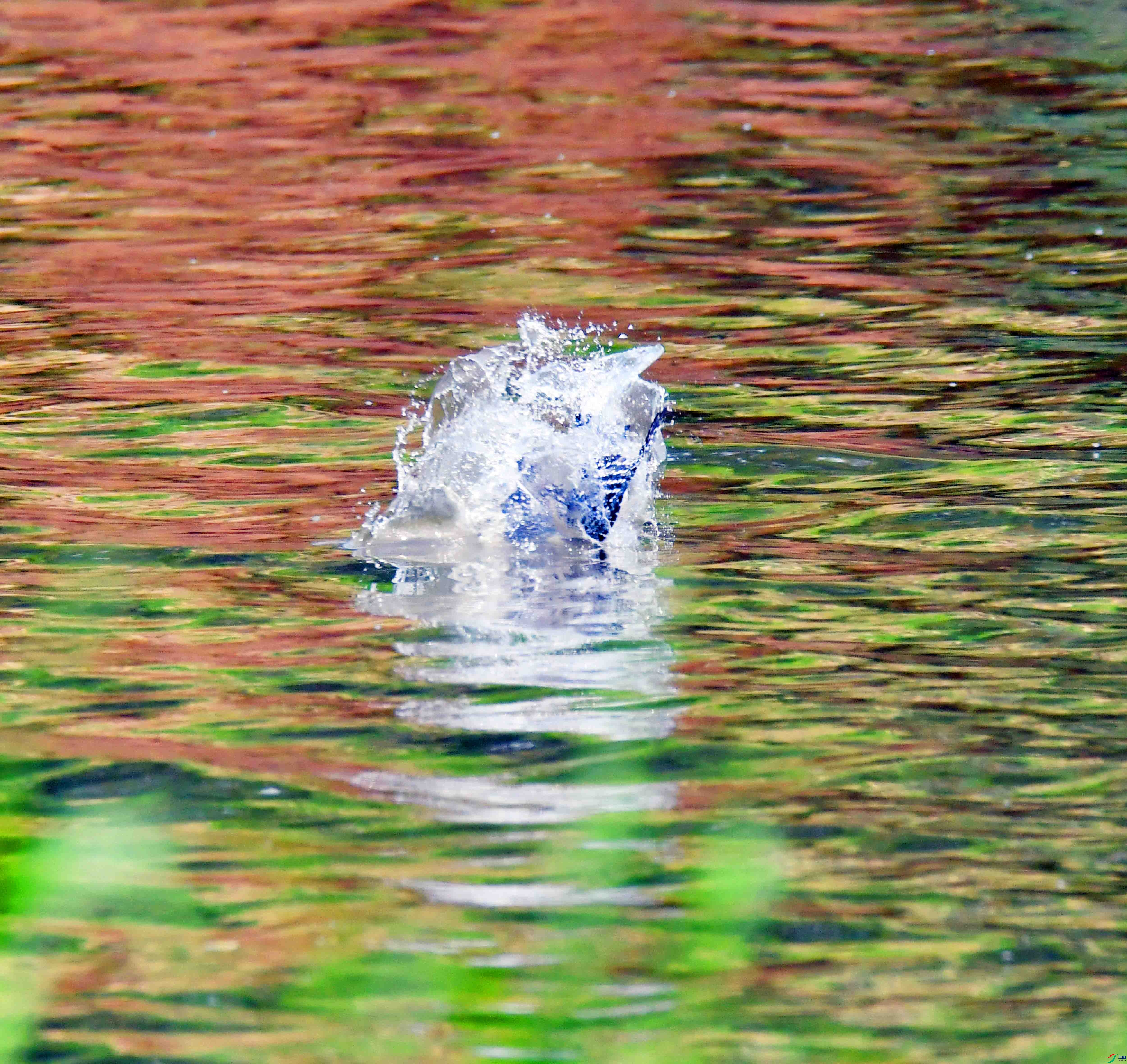 DSC_5165.JPG