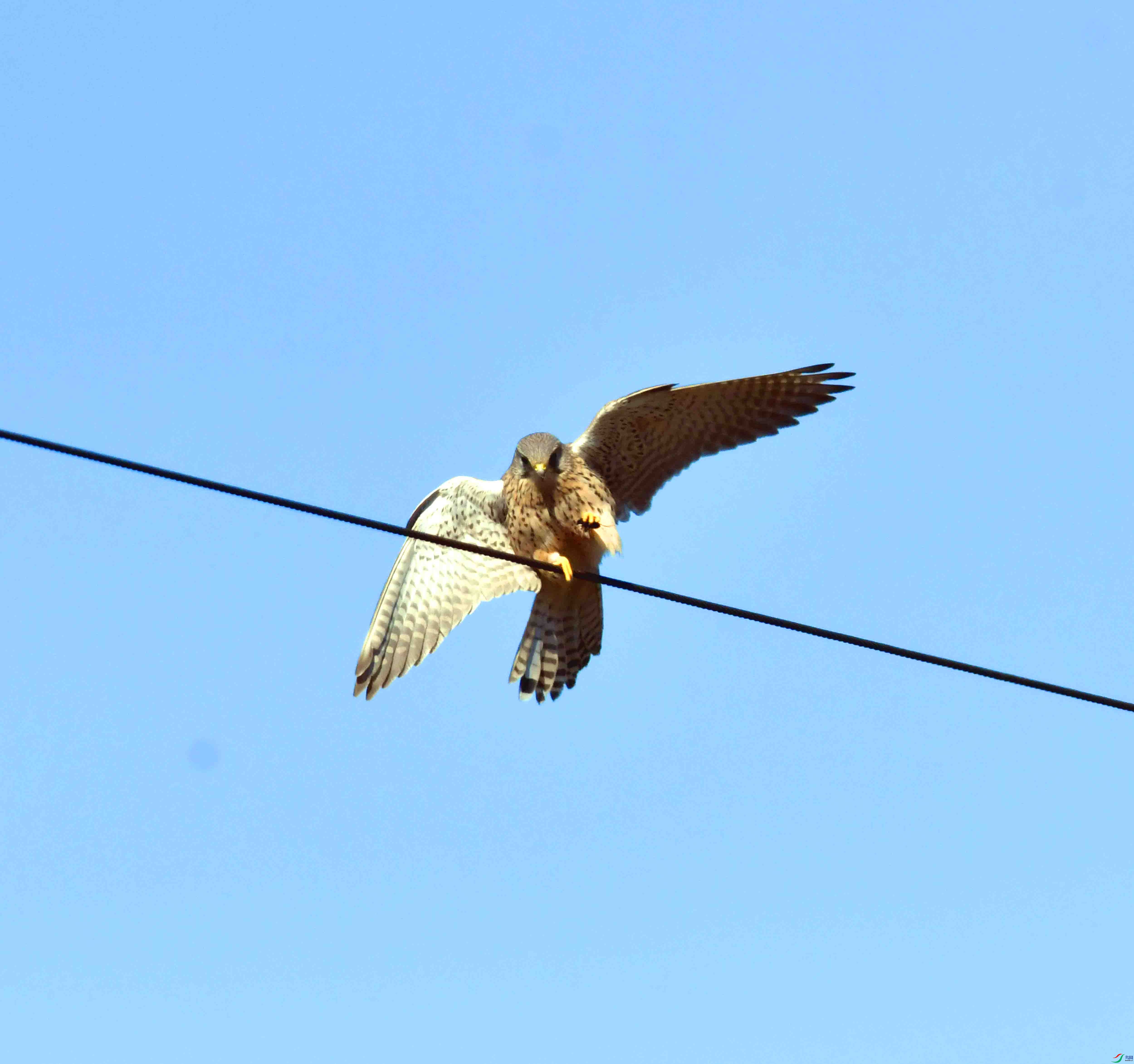 DSC_6043.JPG