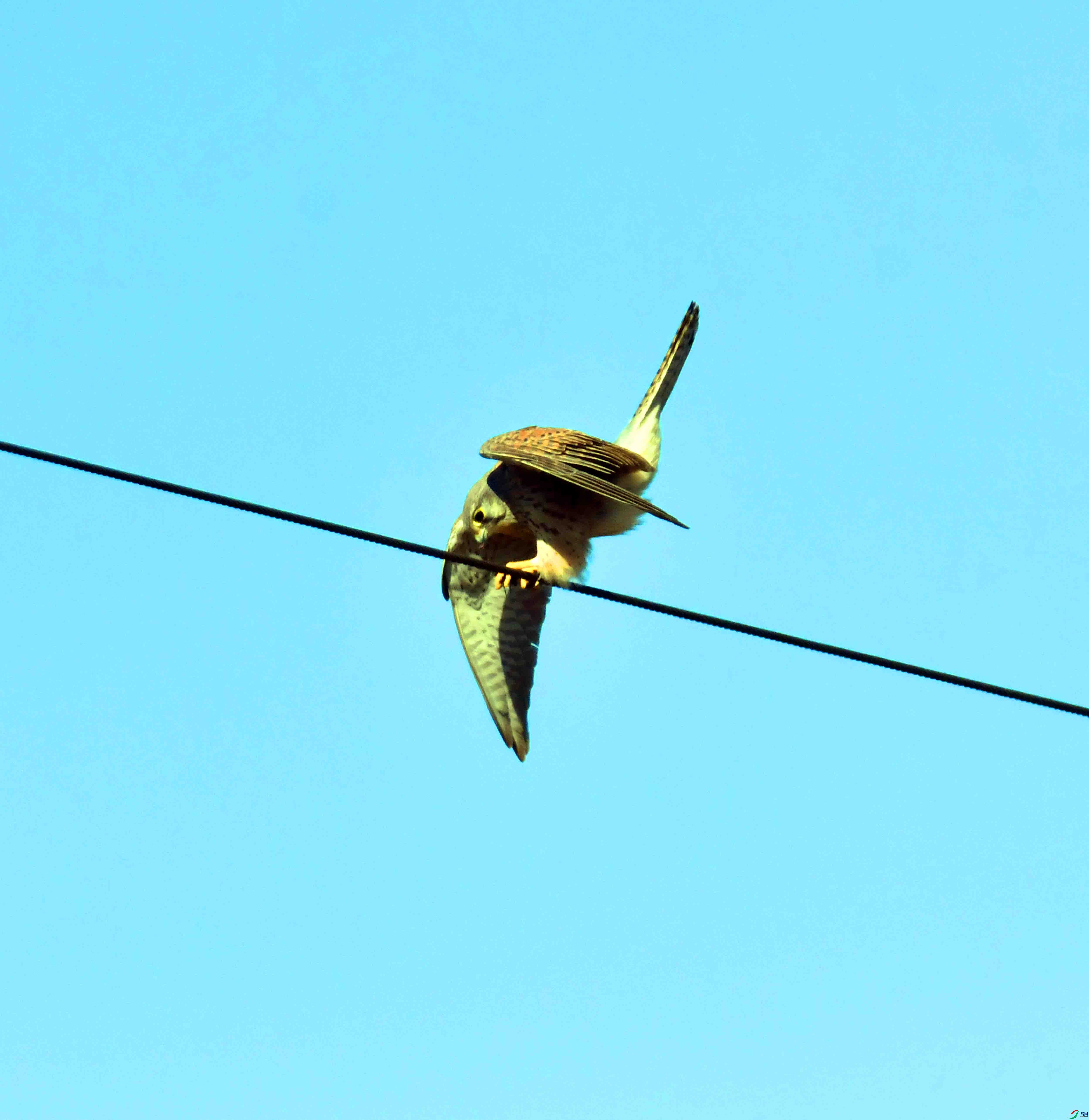 DSC_6046.JPG