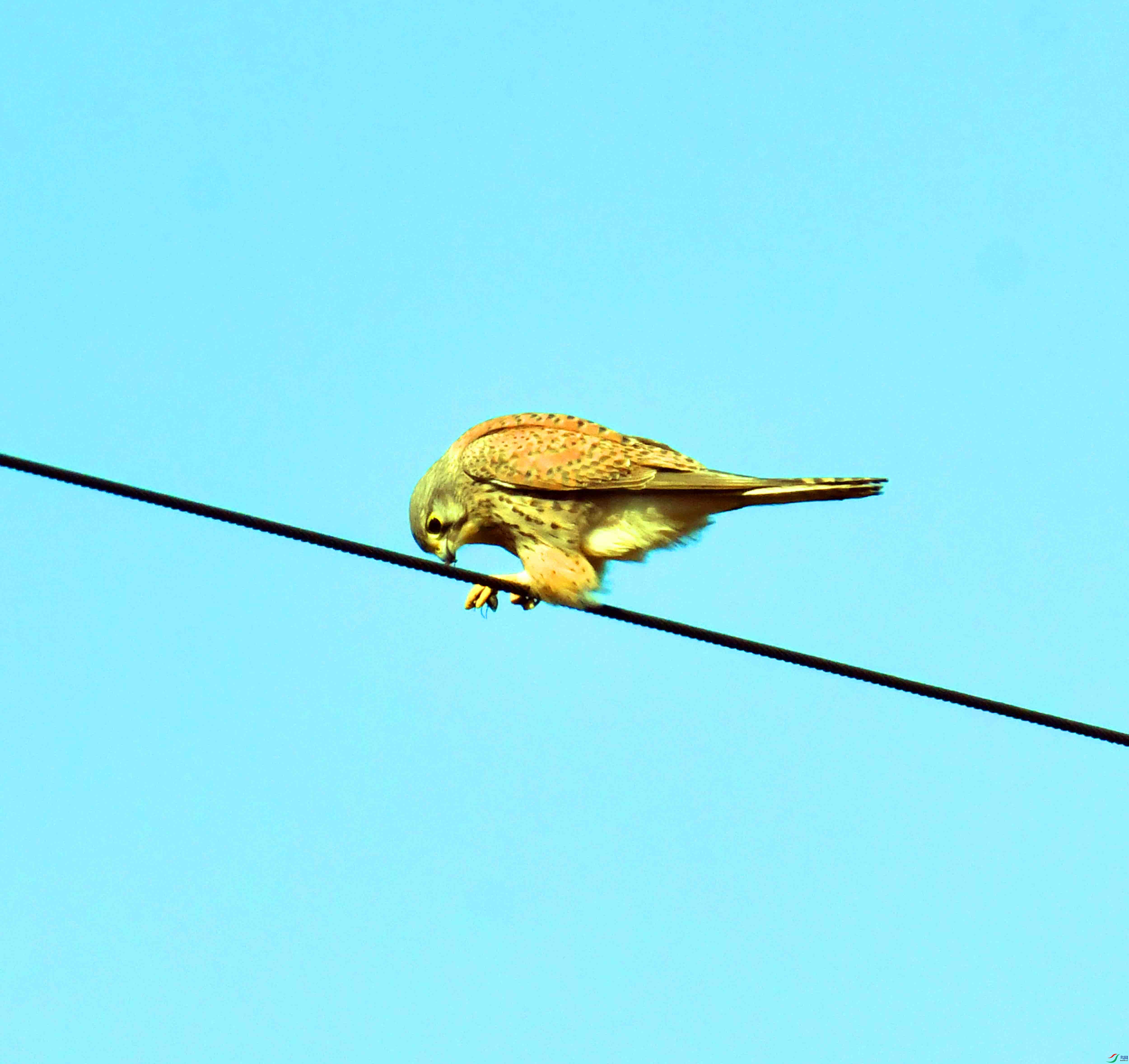 DSC_6064.JPG