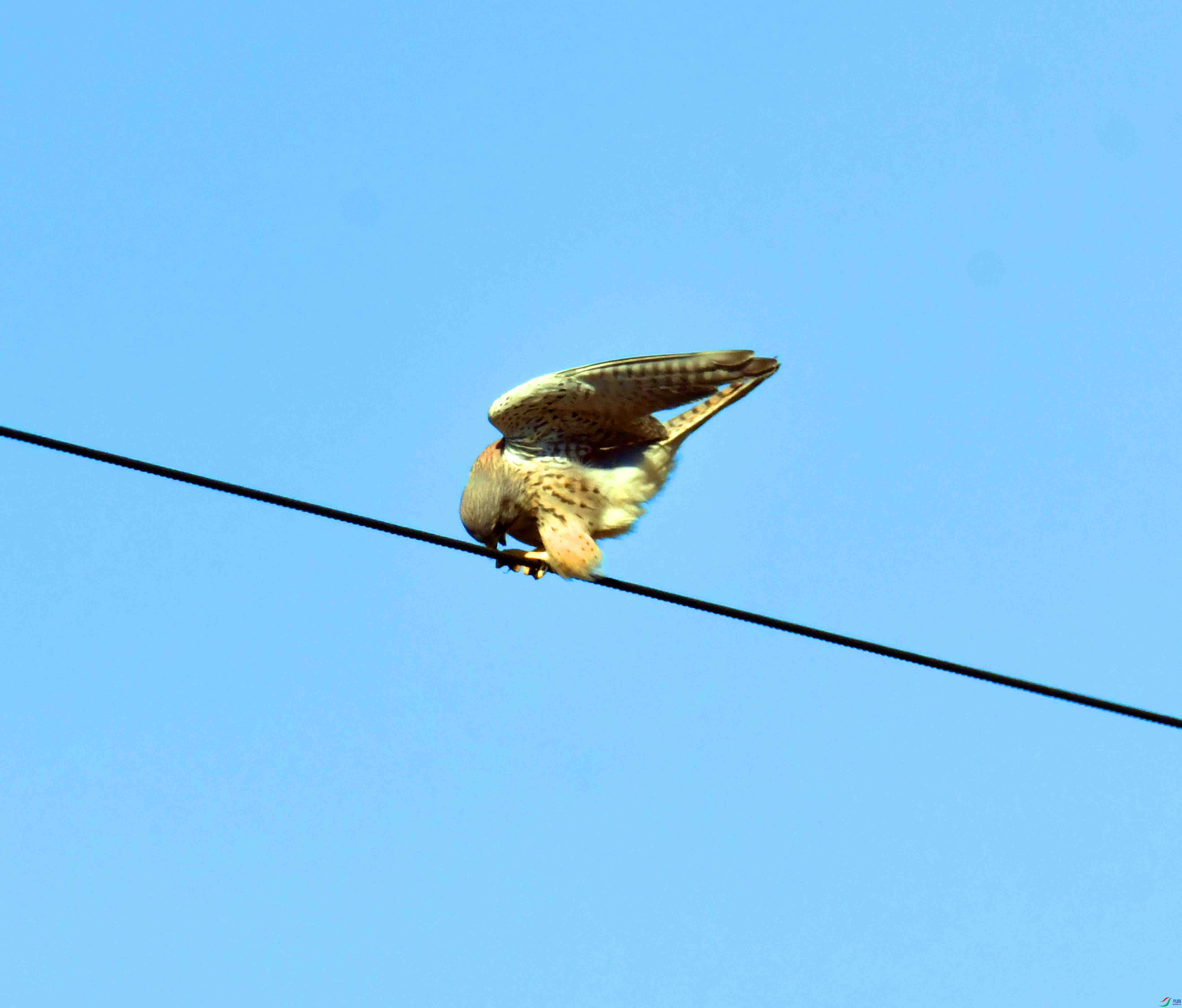 DSC_6068.JPG