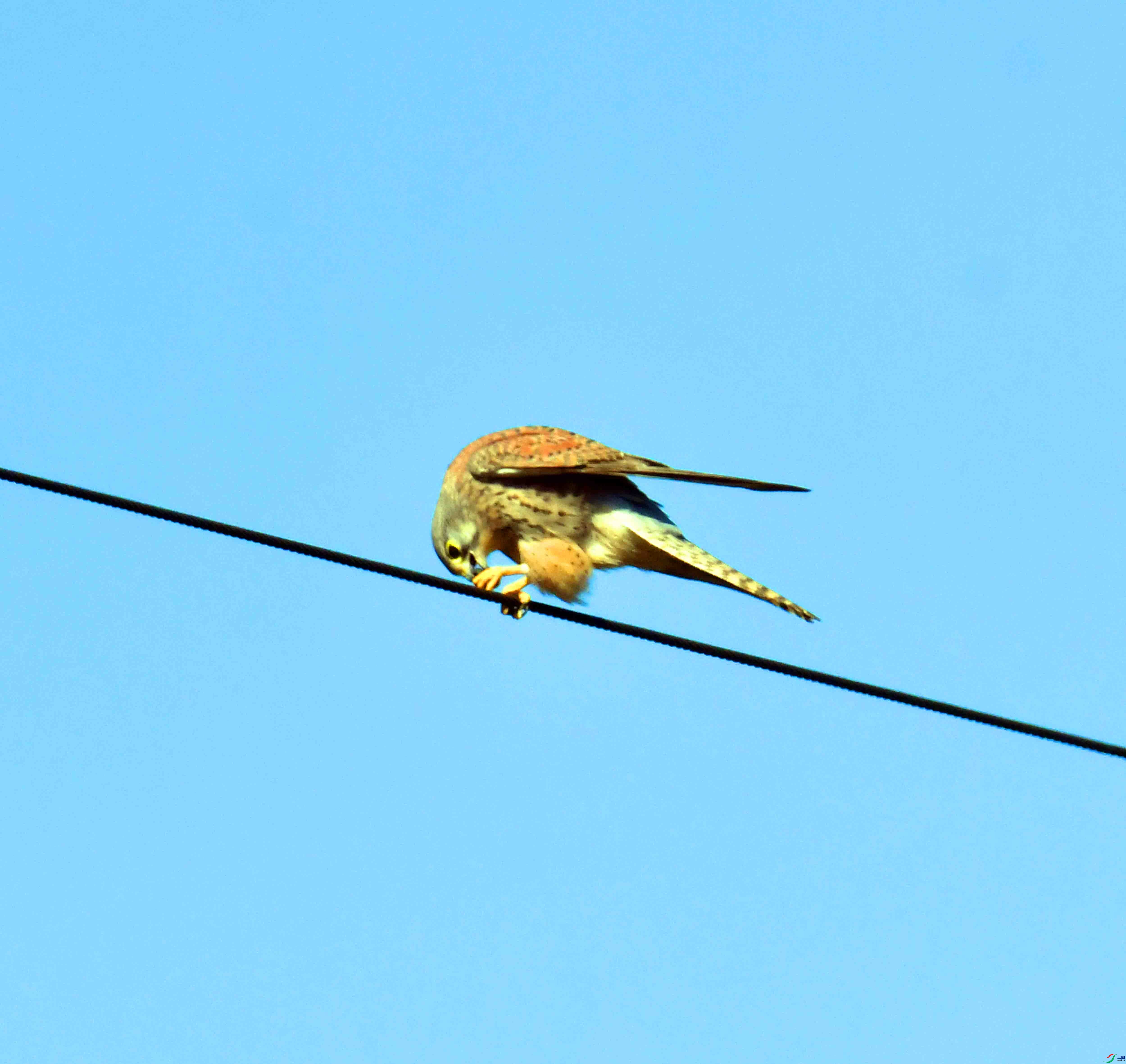 DSC_6073.JPG