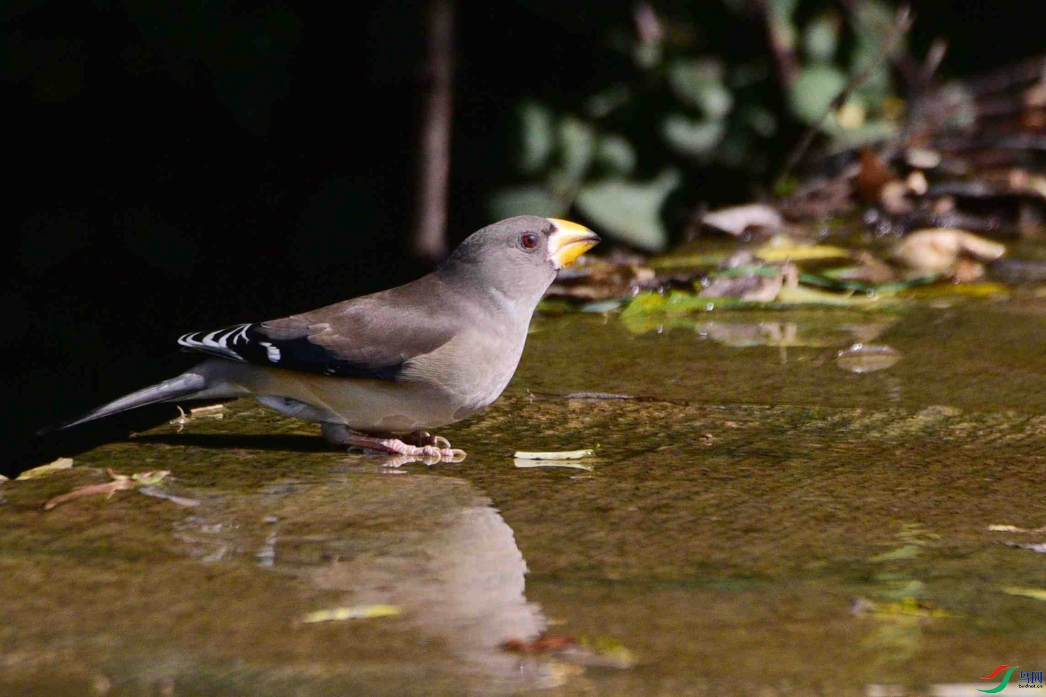 DSC_8525.JPG