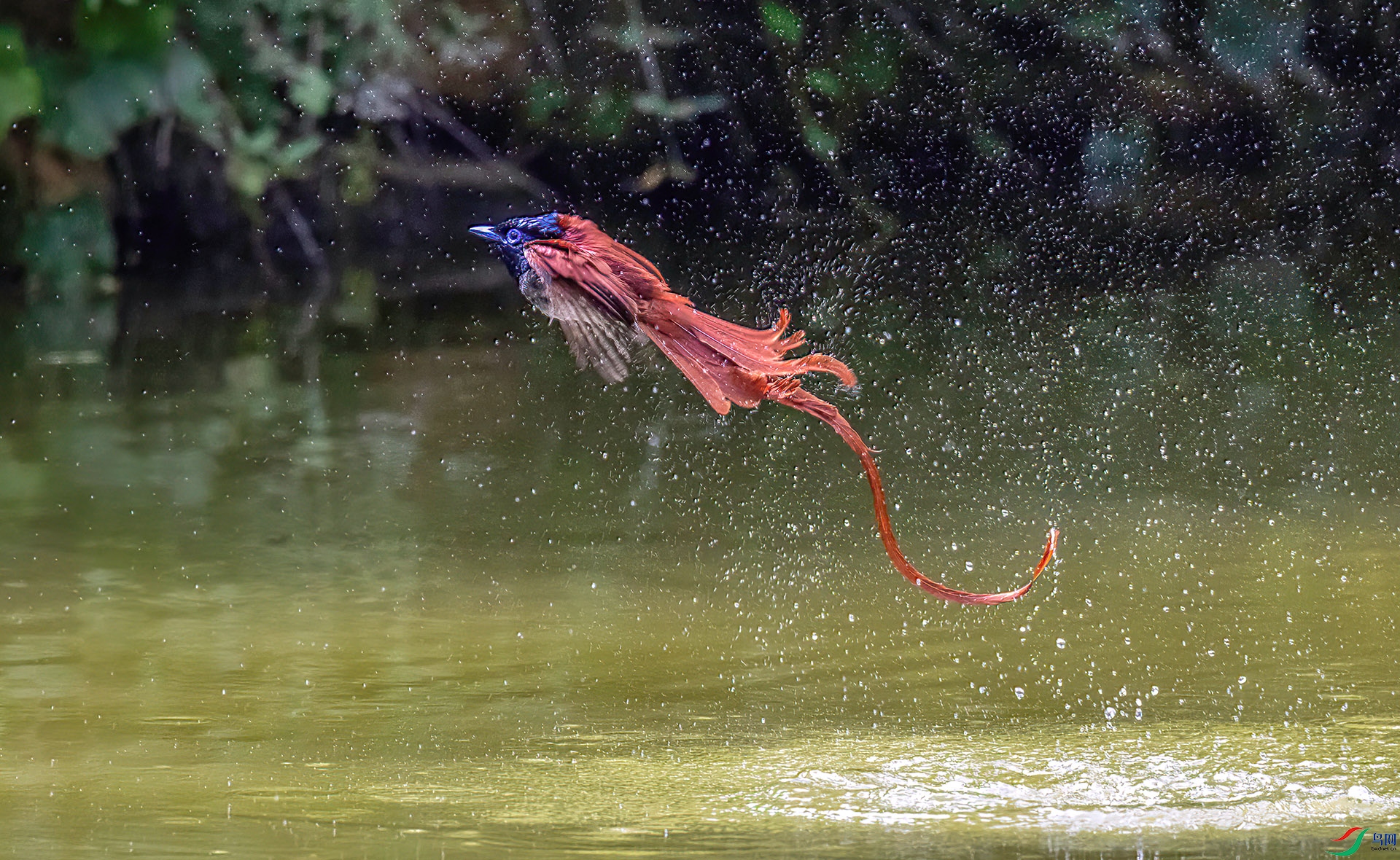 407A9147 ����-Sha---1 .jpg