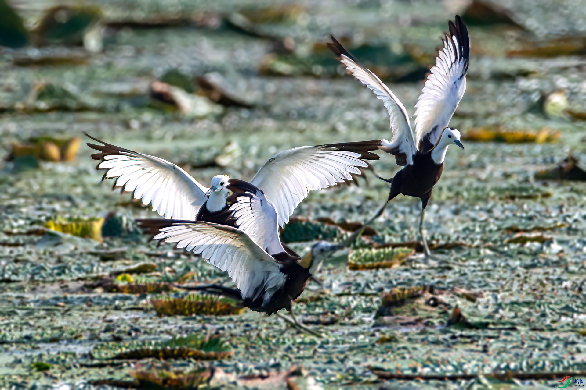 _S7I0975 ����-Sh---1 .jpg