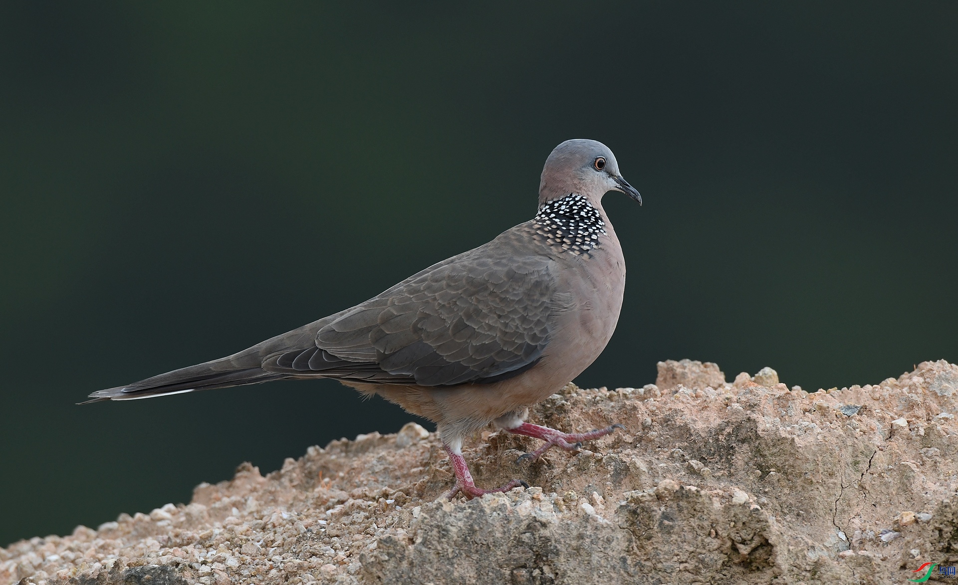 DSC_3595.jpg
