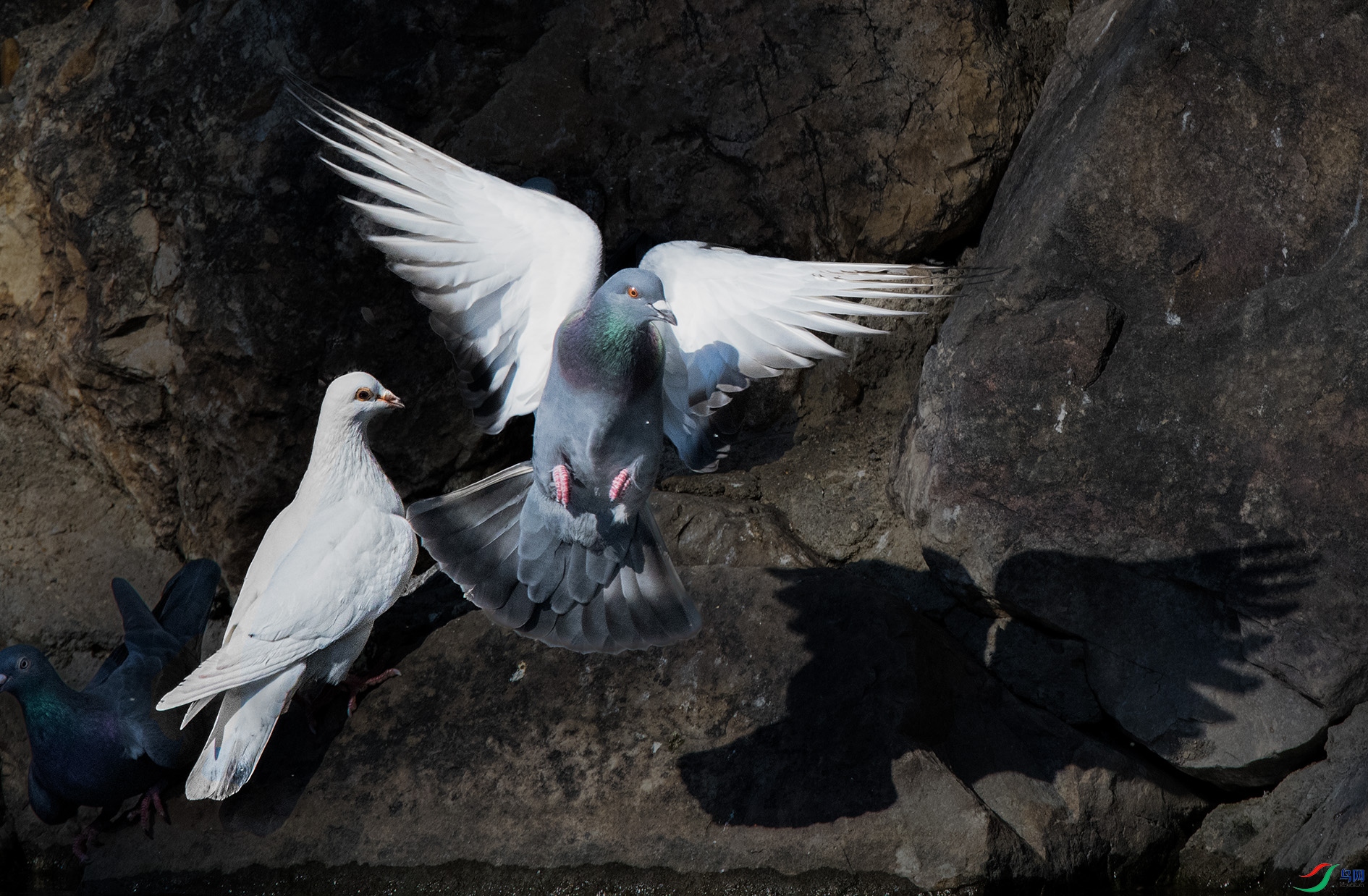 DSC_2254 ����.jpg