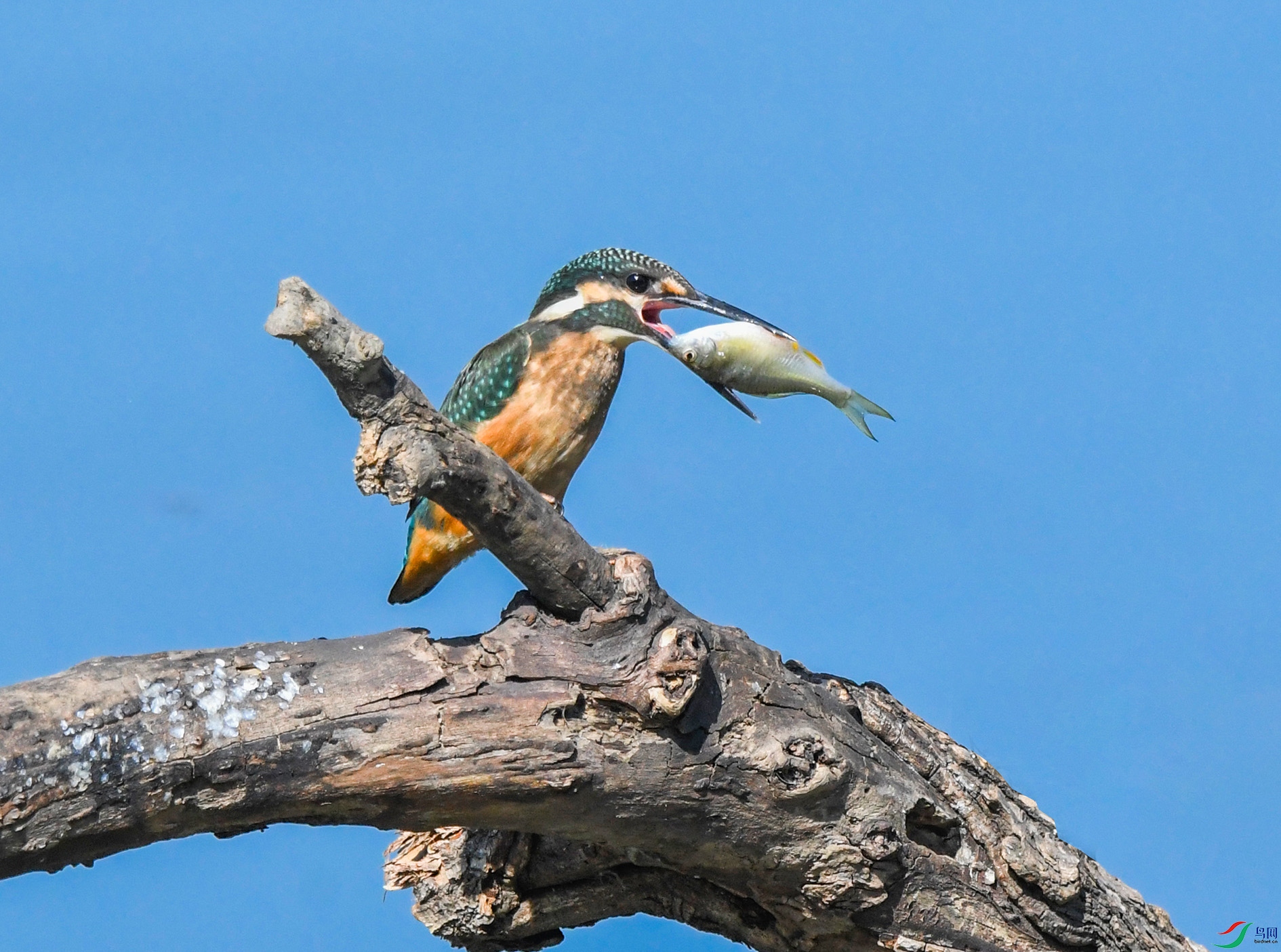 DSC_8331_��ͼ�� ����.jpg