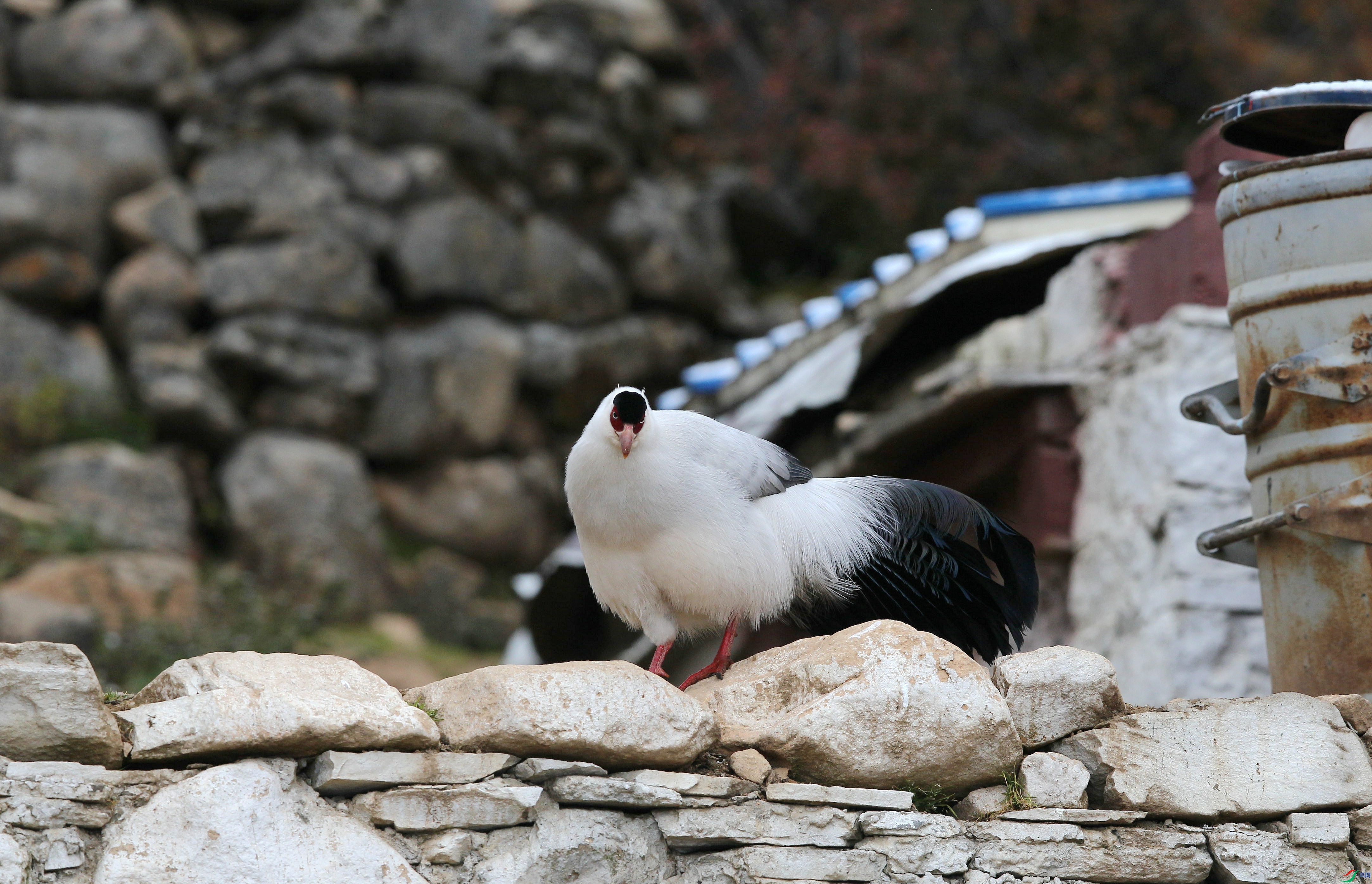 00001946_����.jpg