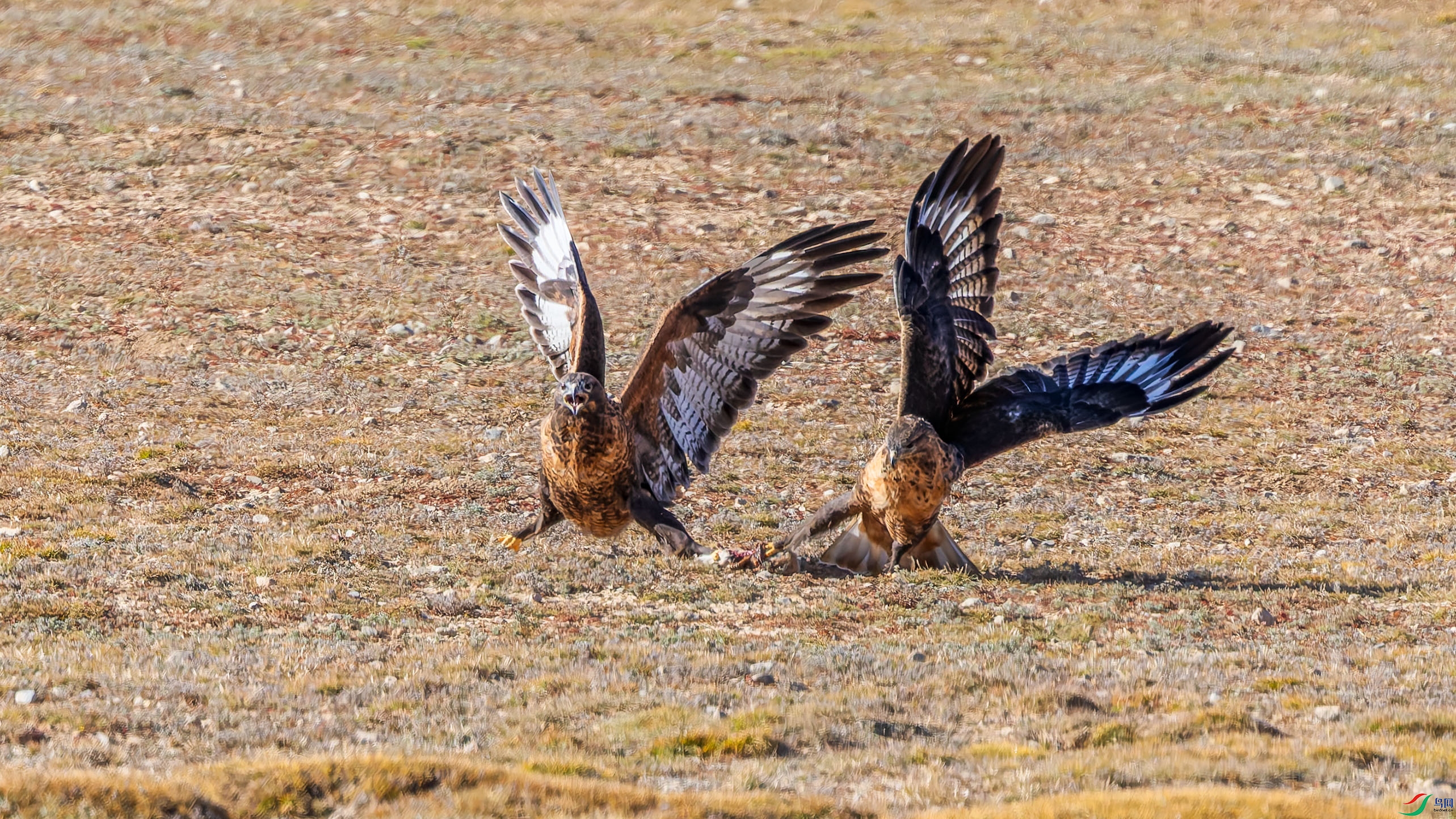 156A5680-DxO_DeepPRIME XD2s_XD.jpg