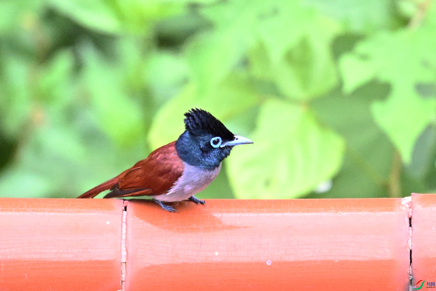 DSC_7133.JPG