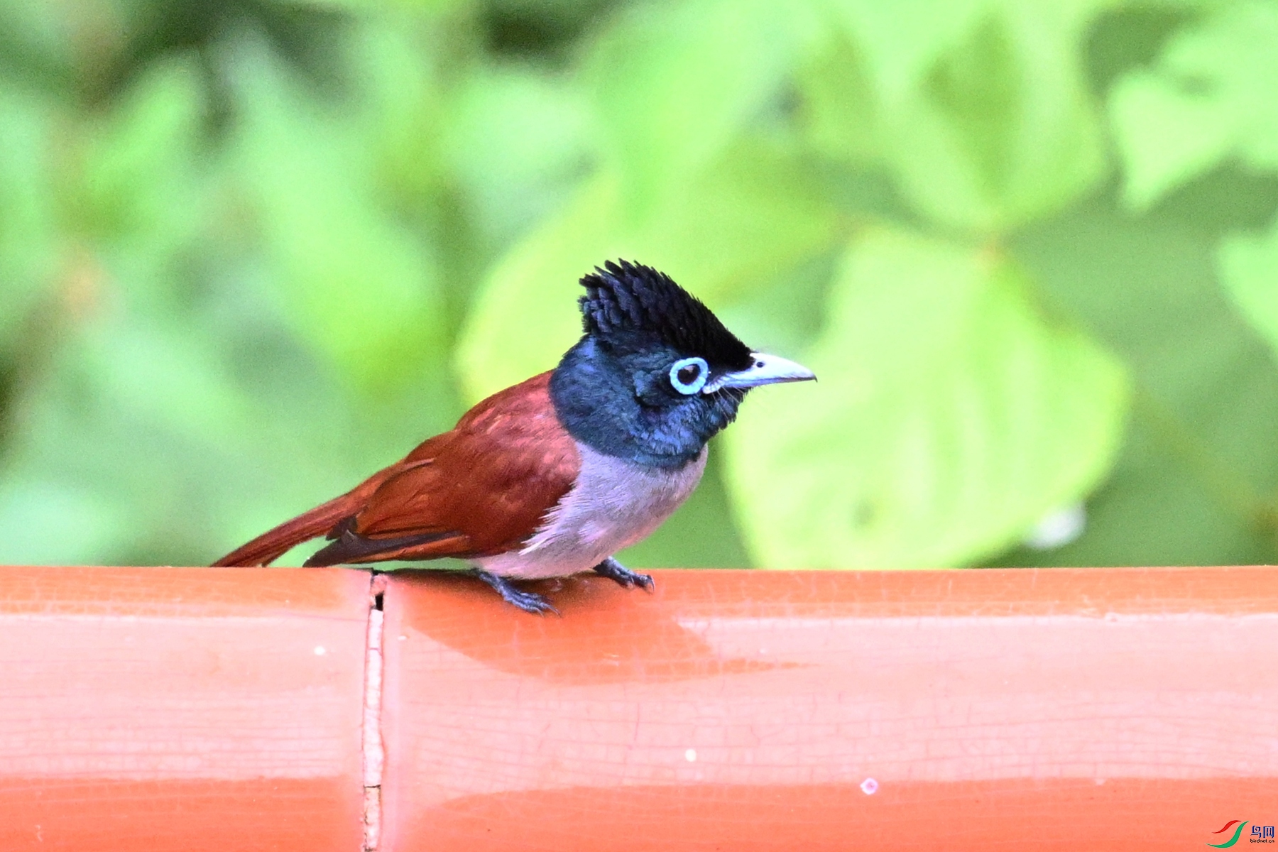DSC_7135.JPG