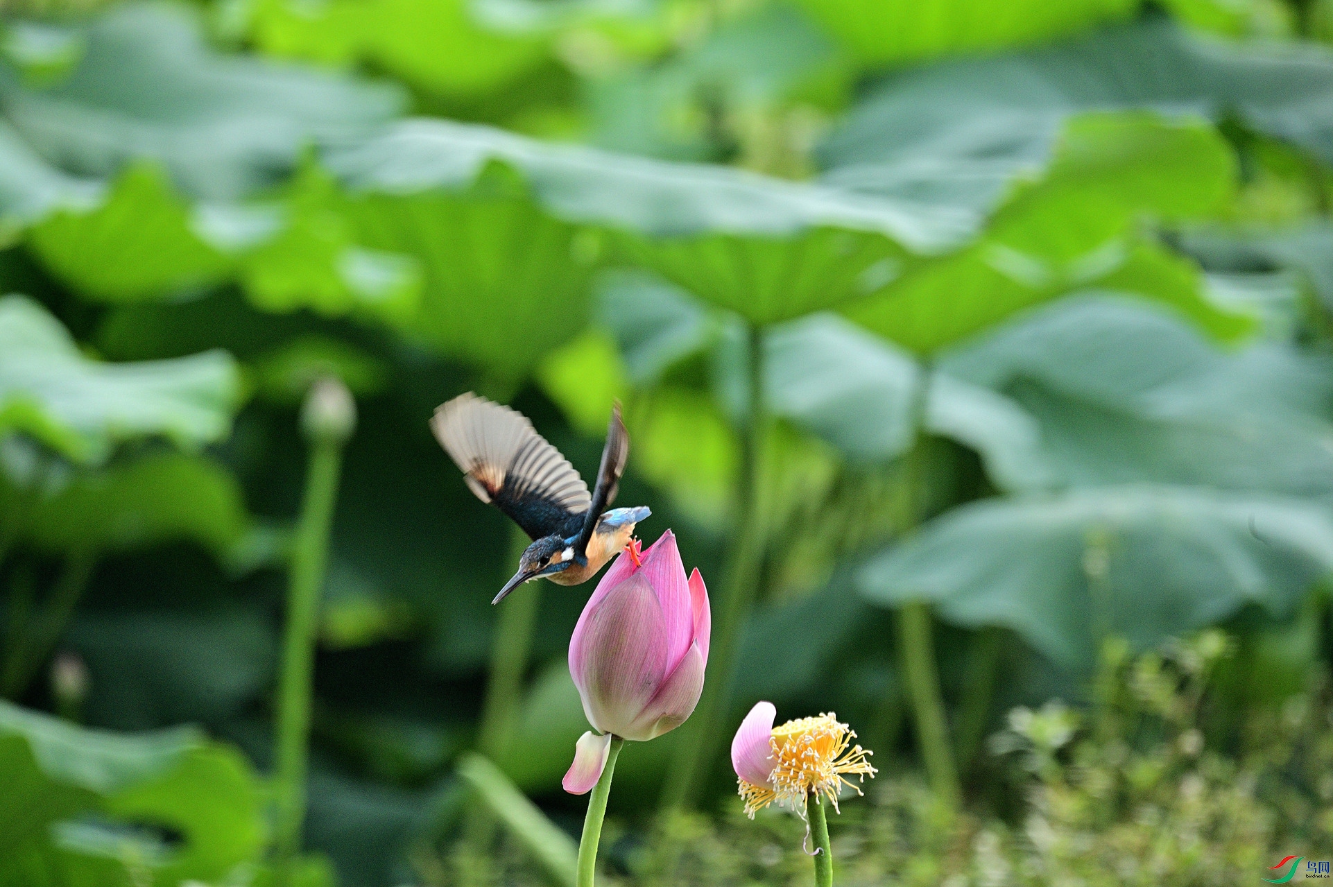 DSC_9161_00012_����.jpg
