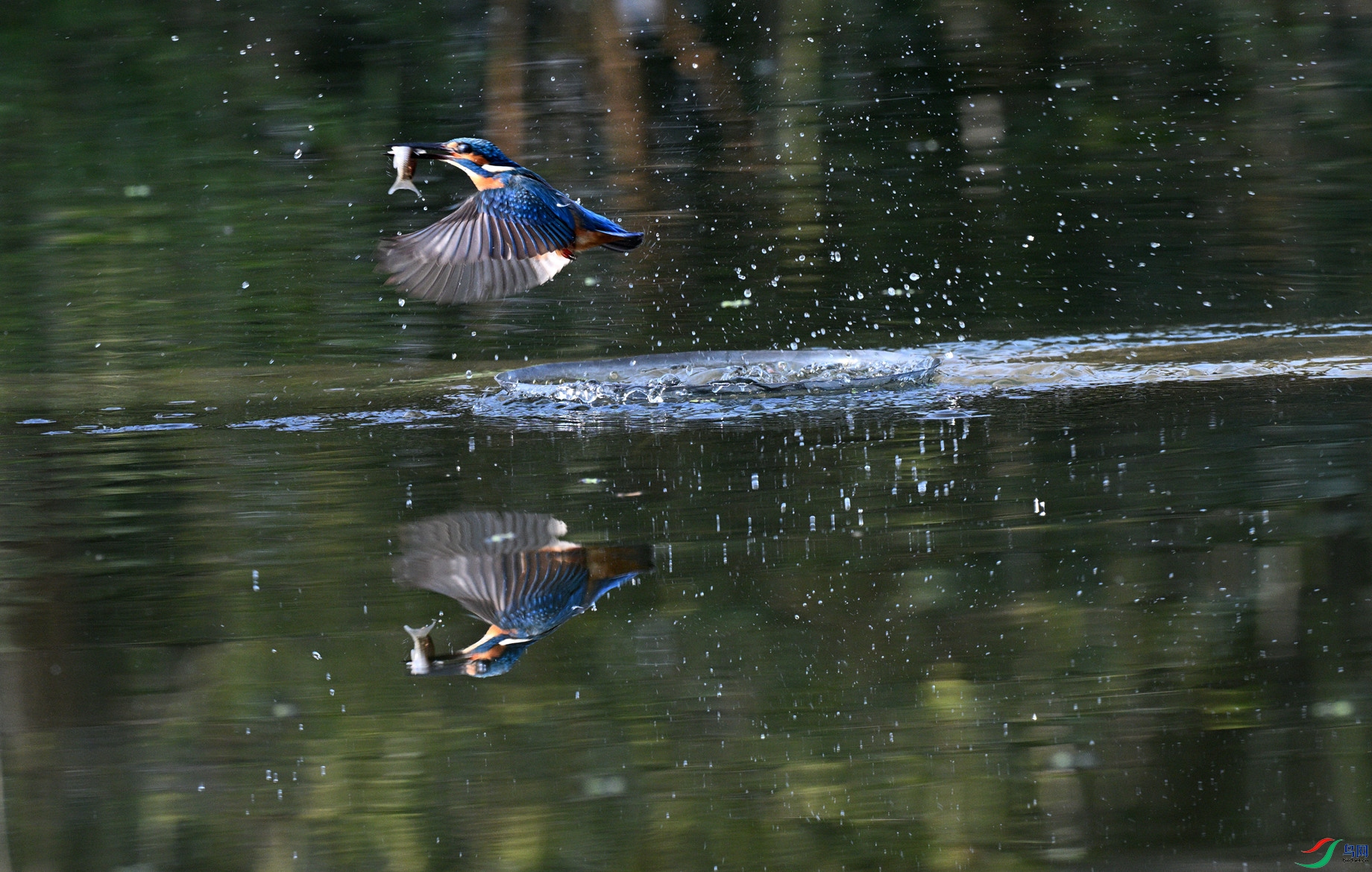 DSC_4245_����.jpg