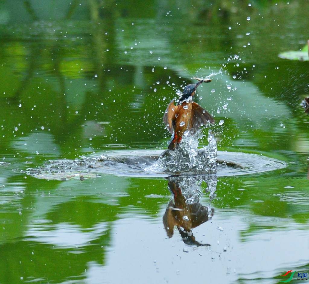 DSC_5785_����_����.JPG