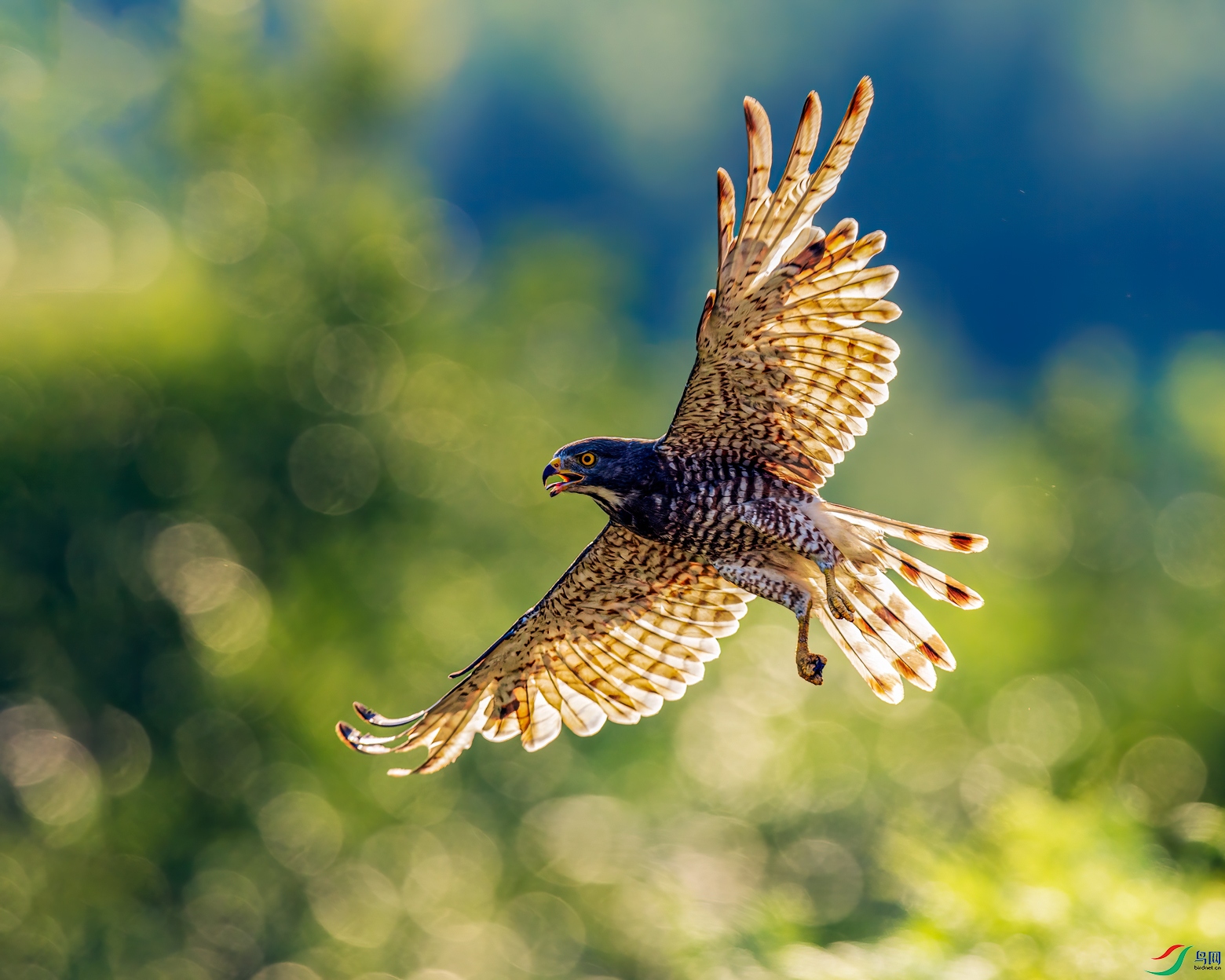 ������һһ������