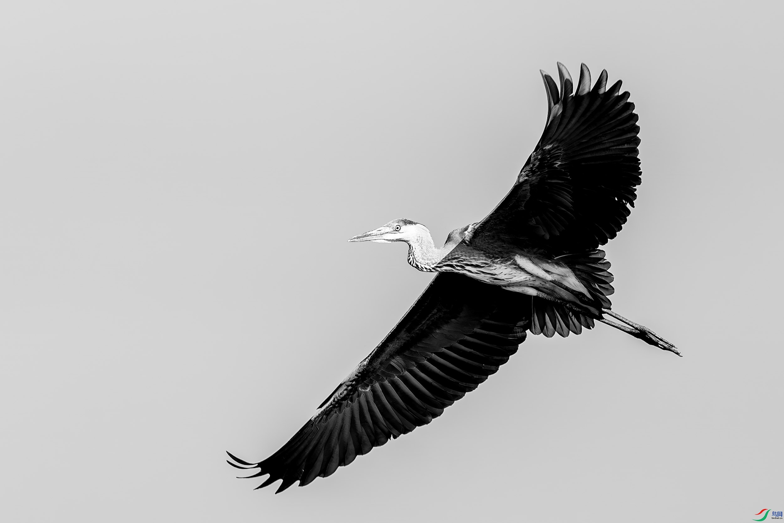 DSC09096-h.jpg