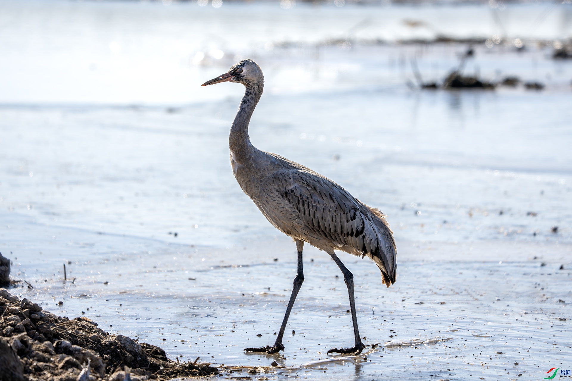 DSC04535-����ǿ-NR ����.jpg