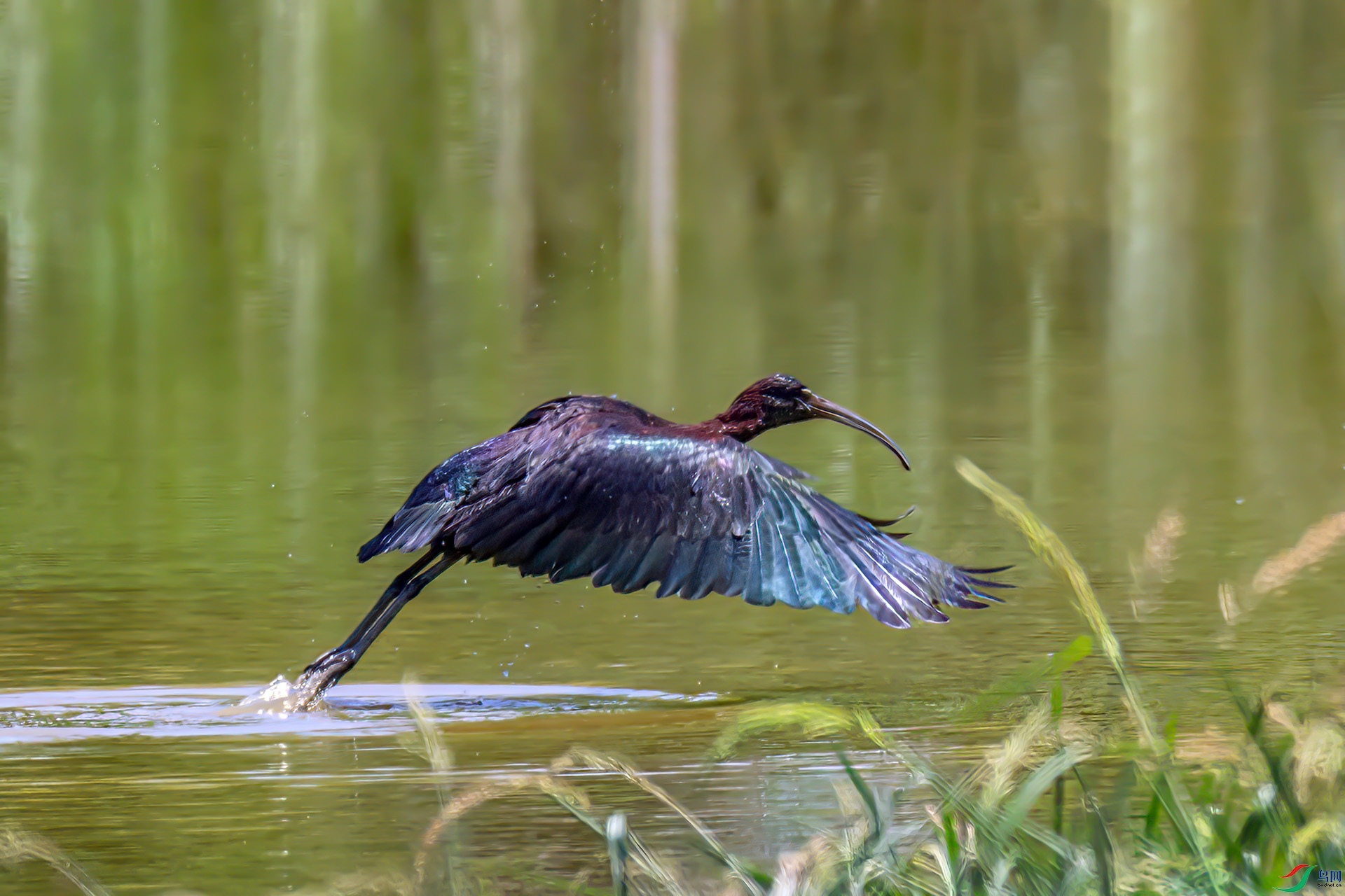 060A8901 ����-Sh---1 .jpg