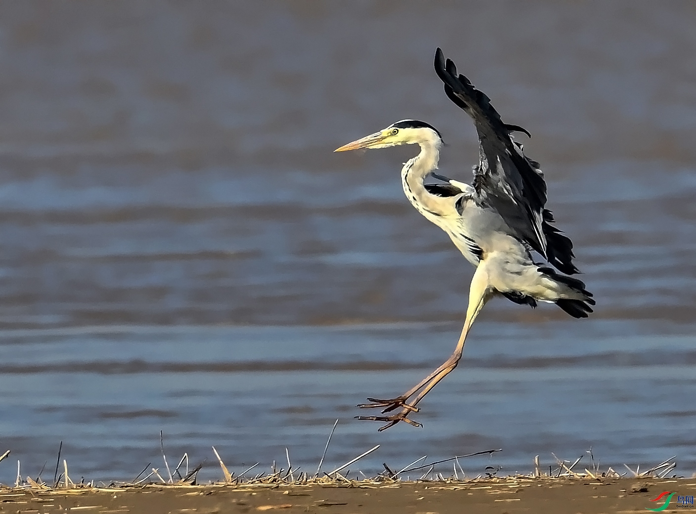 DSC_9317_conew2.jpg