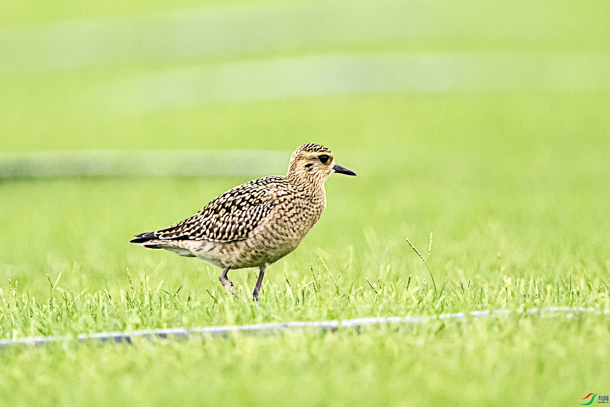 DSC_7089.jpg