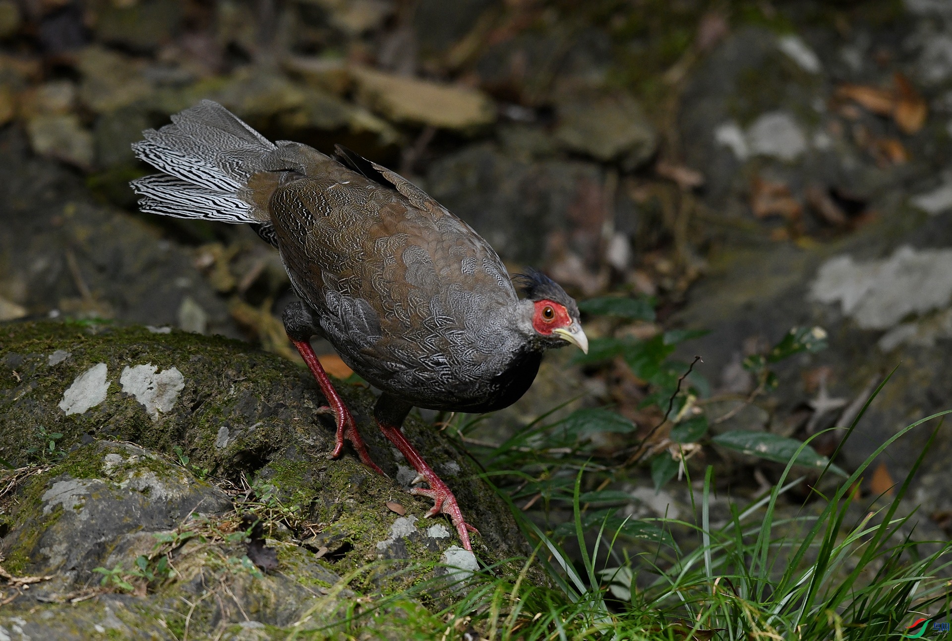 DSC_6337.jpg