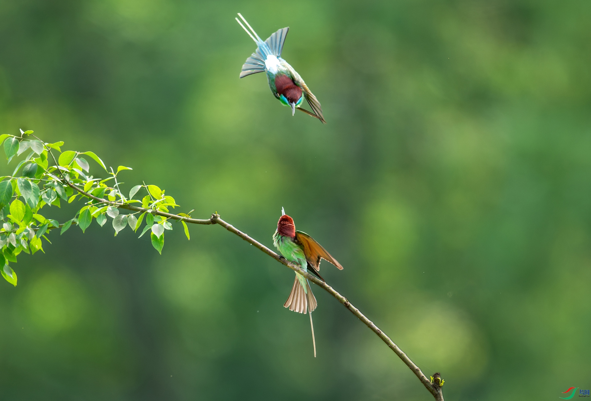 DSC_1135-����ǿ-NR.jpg