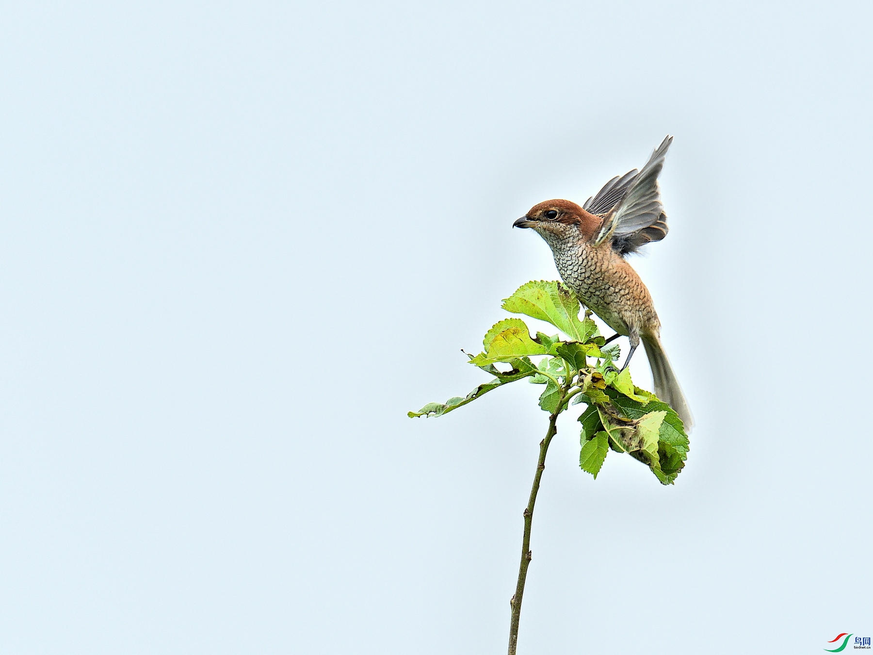 DSC_6156.JPG