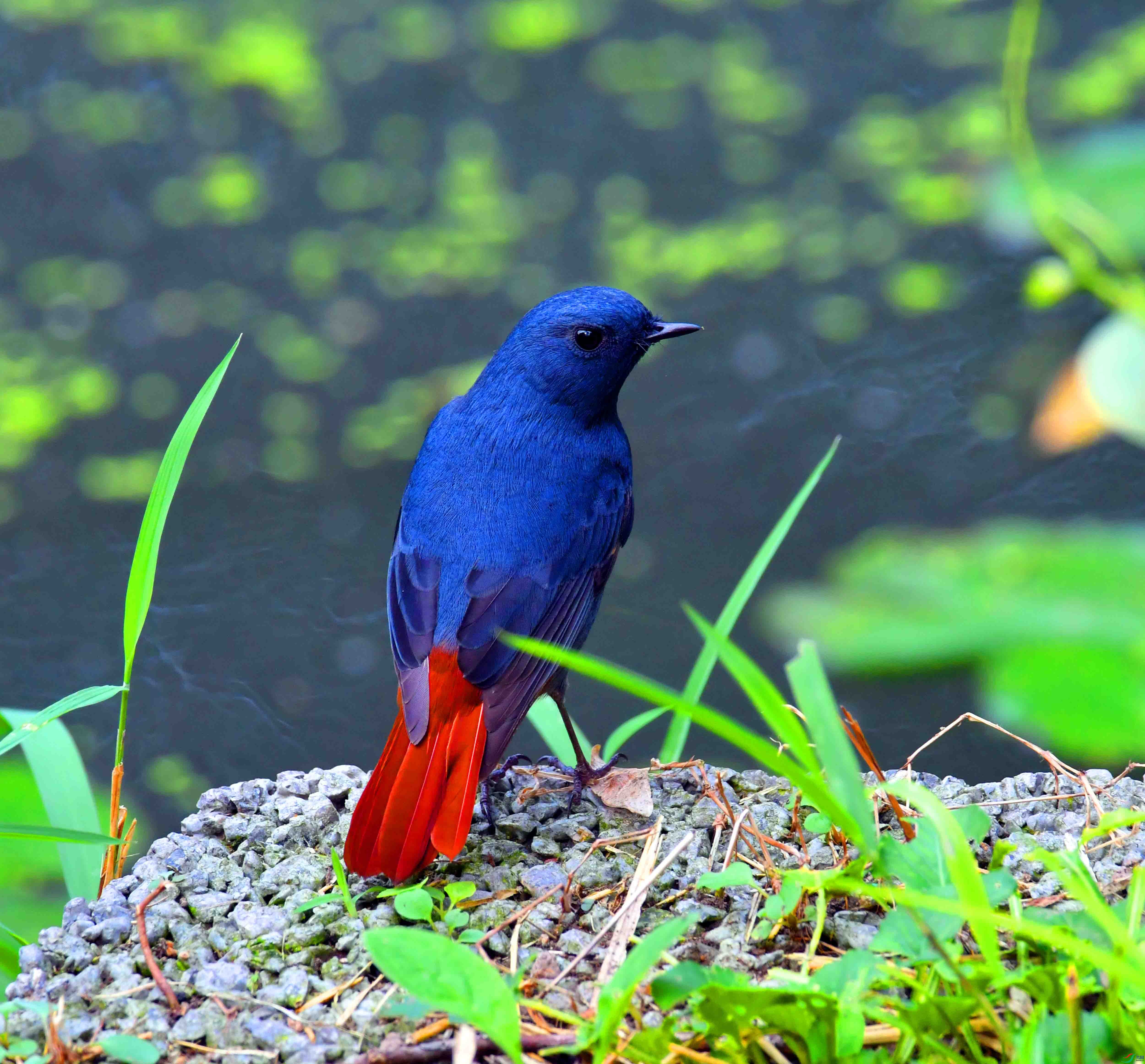 DSC_6947.JPG