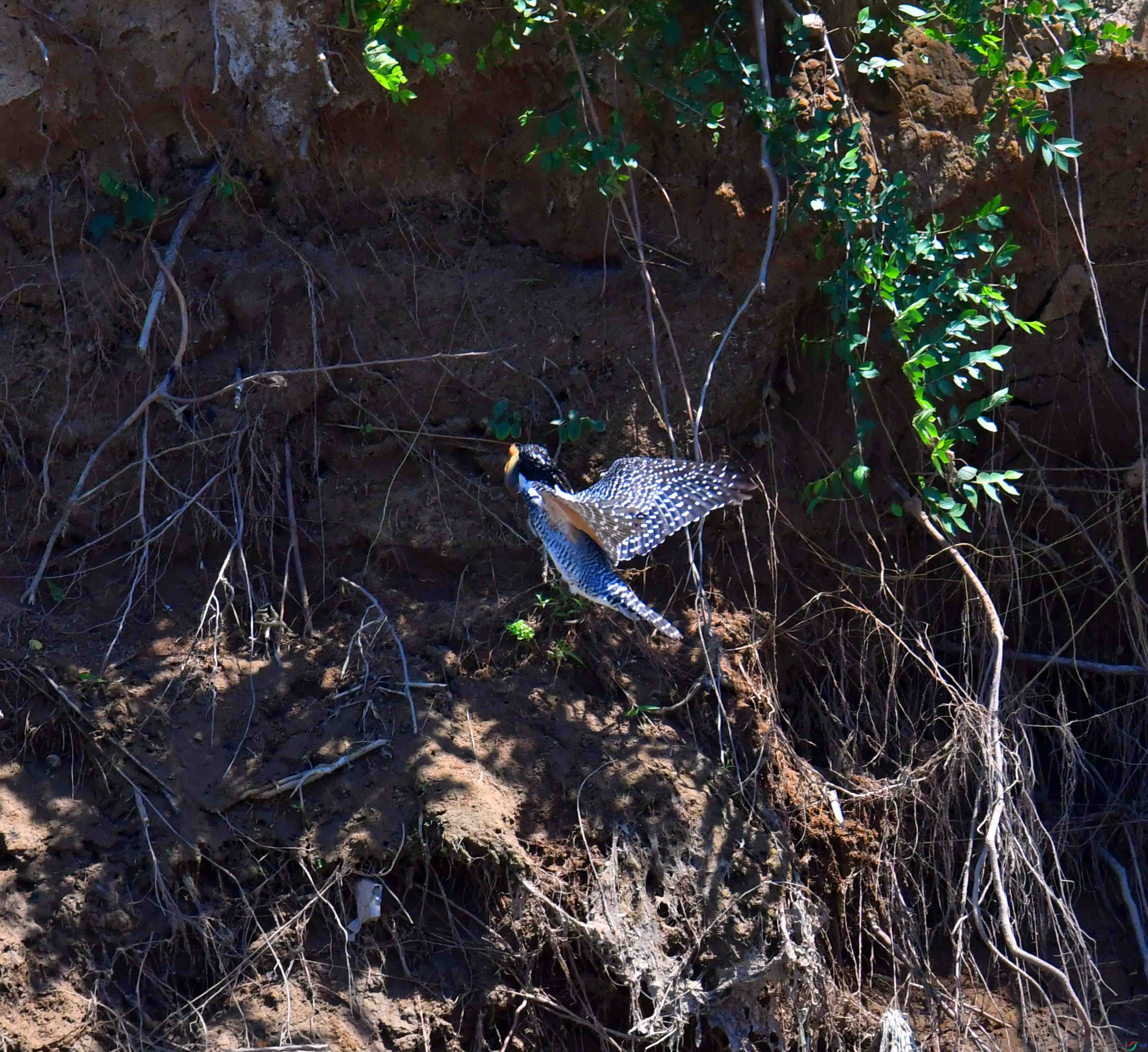 DSC_0932.JPG