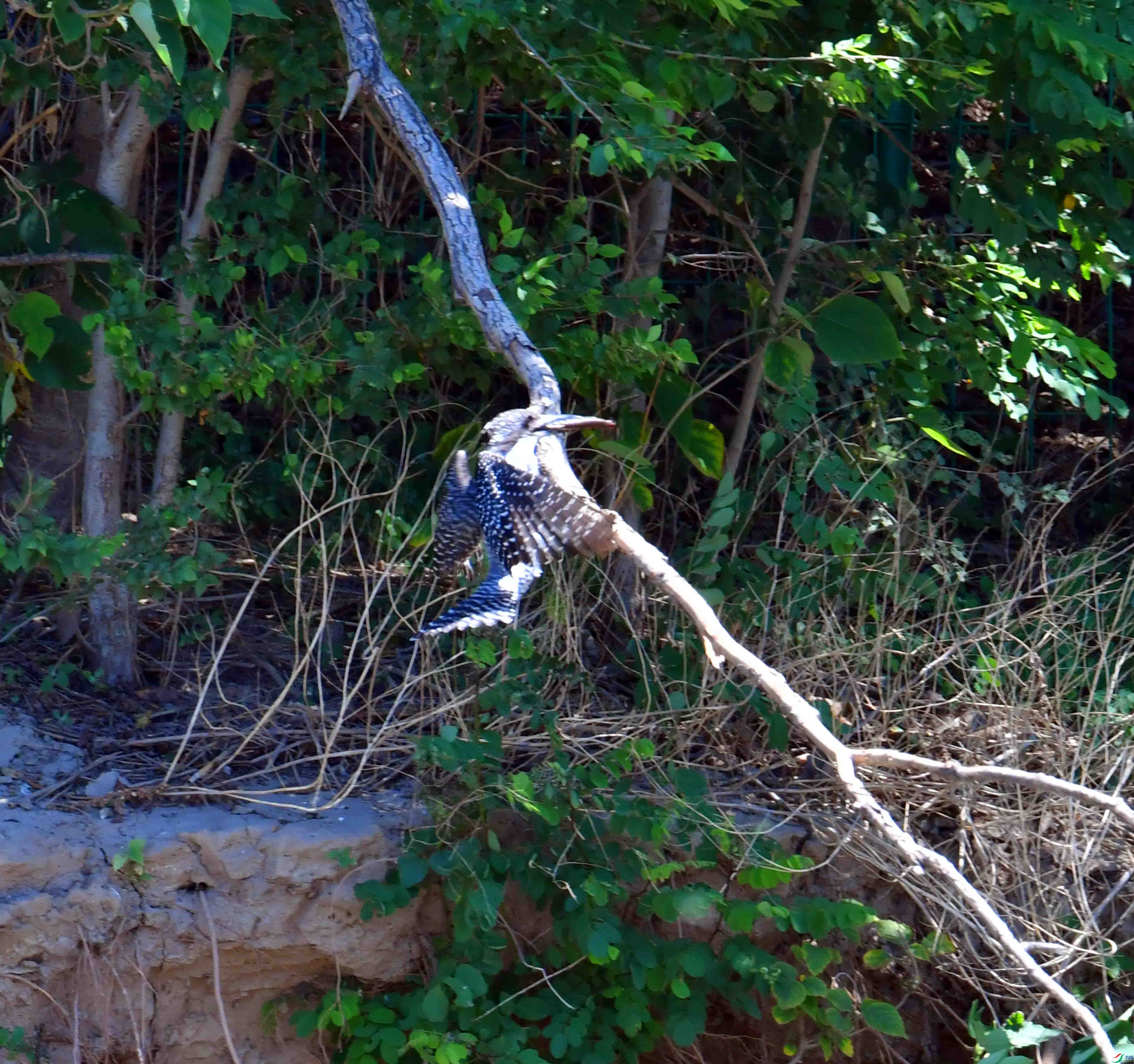 DSC_0960.JPG
