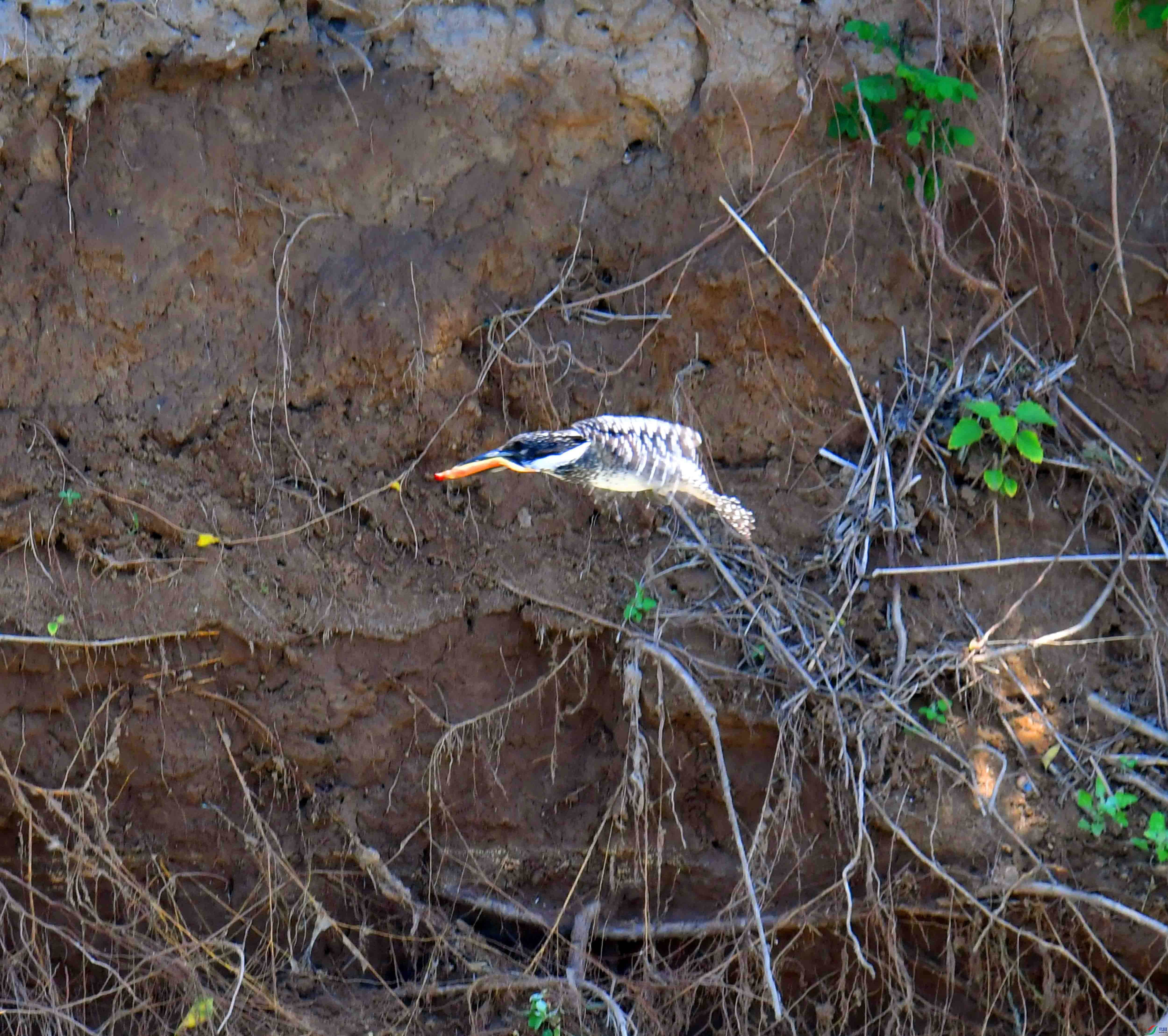 DSC_0970.JPG