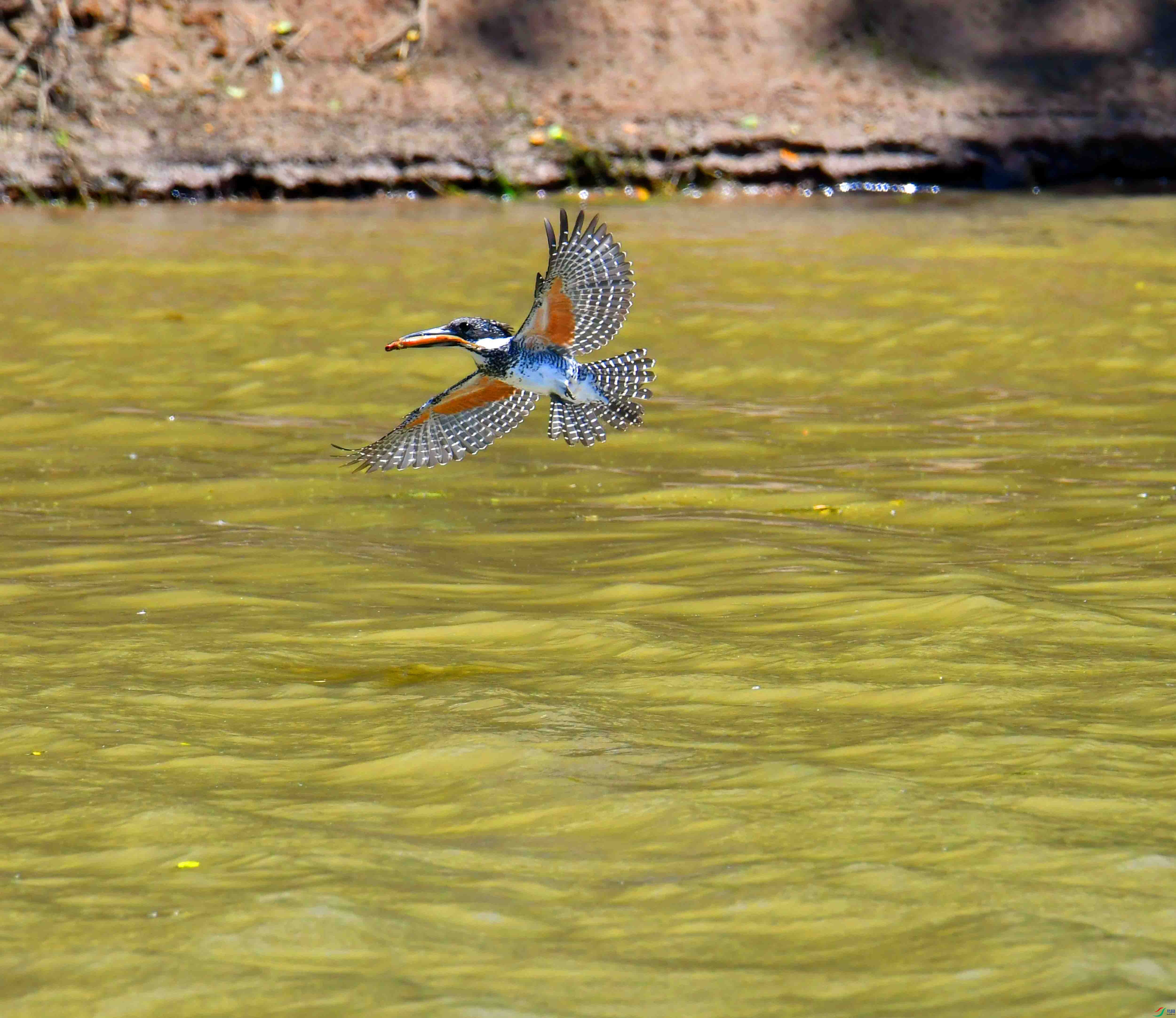 DSC_0986.JPG