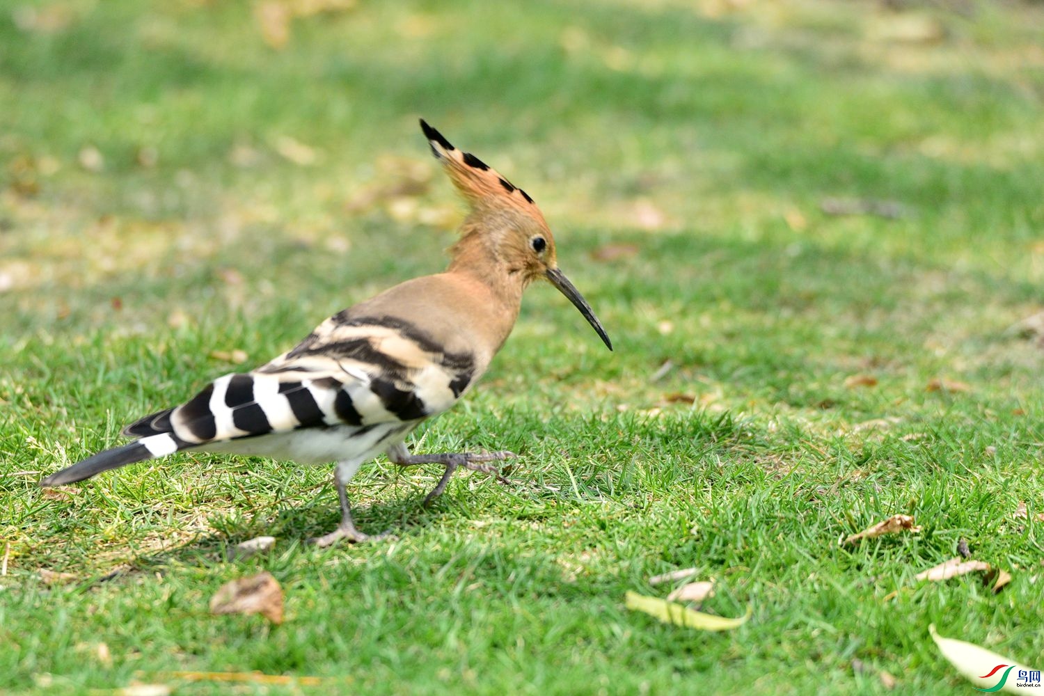 DSC_8066.JPG