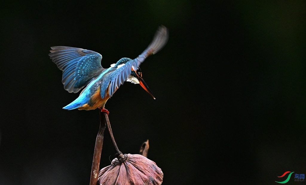 DSC_6082.JPG
