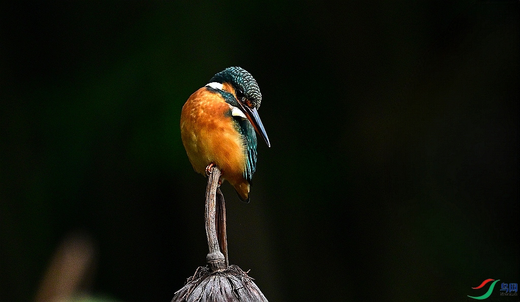 DSC_5305.JPG