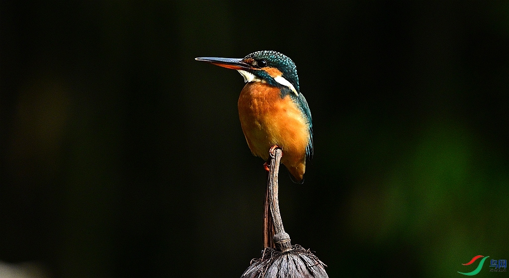 DSC_5475.JPG