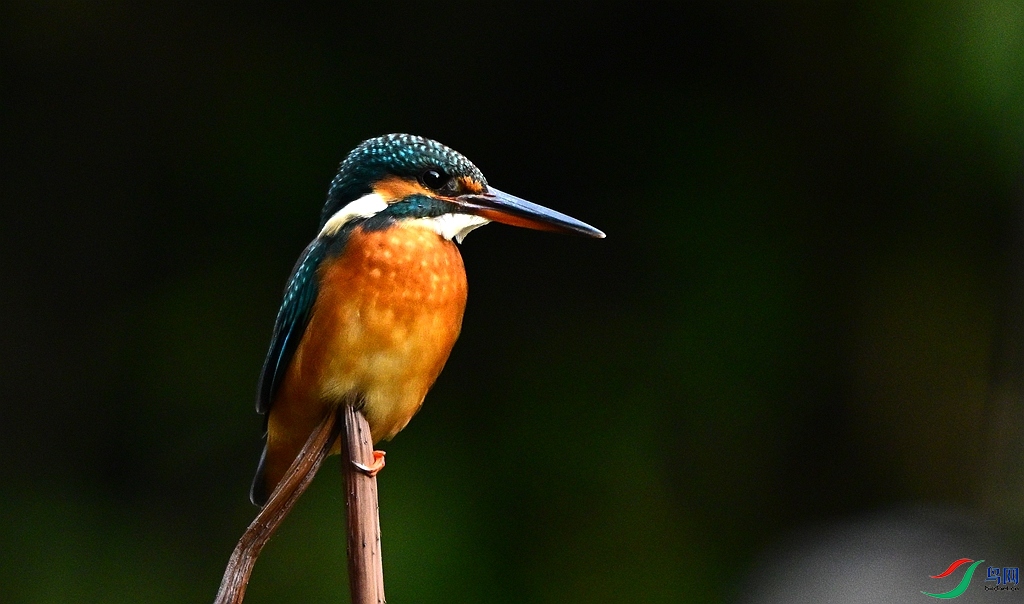 DSC_5927.JPG