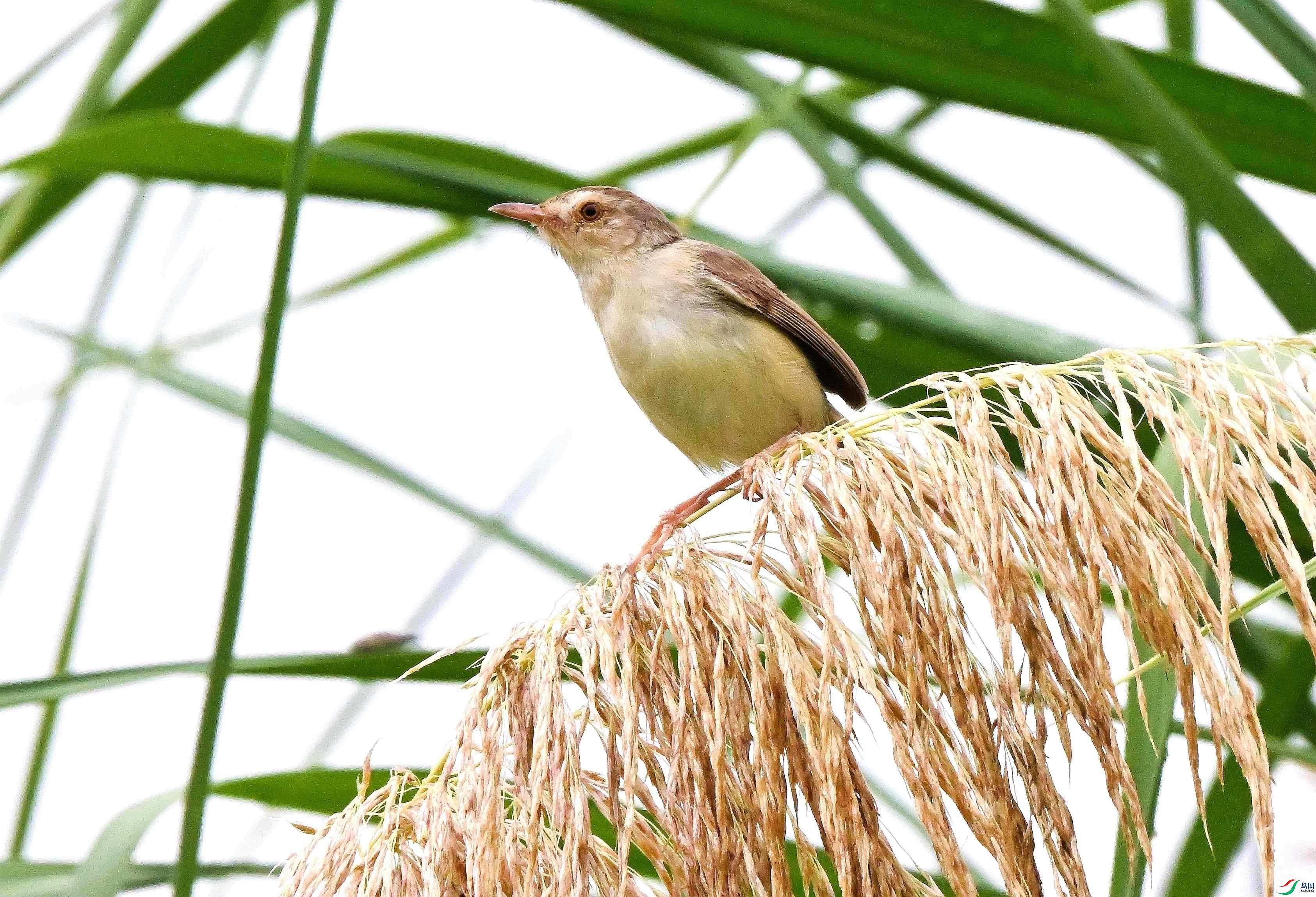 DSC_7602.JPG