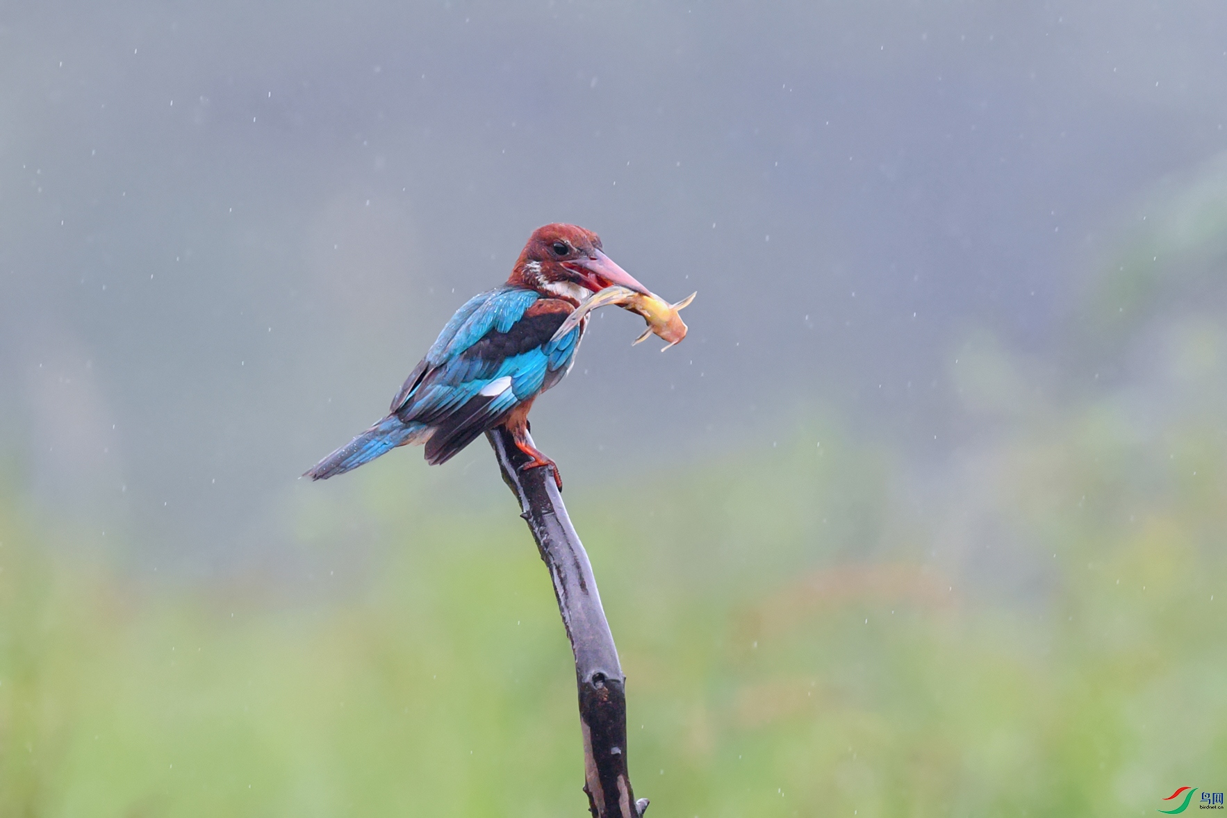 DSC_2922aa.jpg