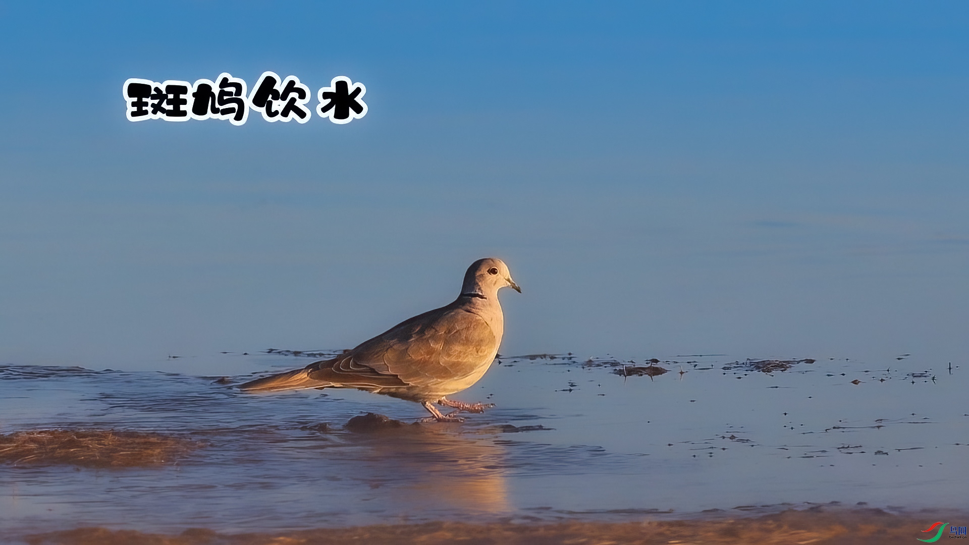 �����ˮ-���� ����.jpg