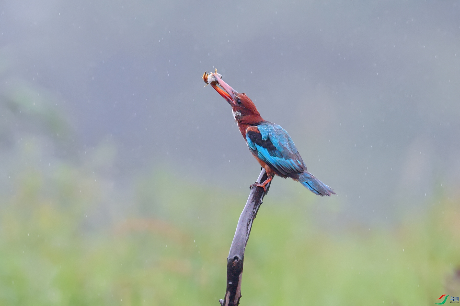 DSC_2870aa.jpg