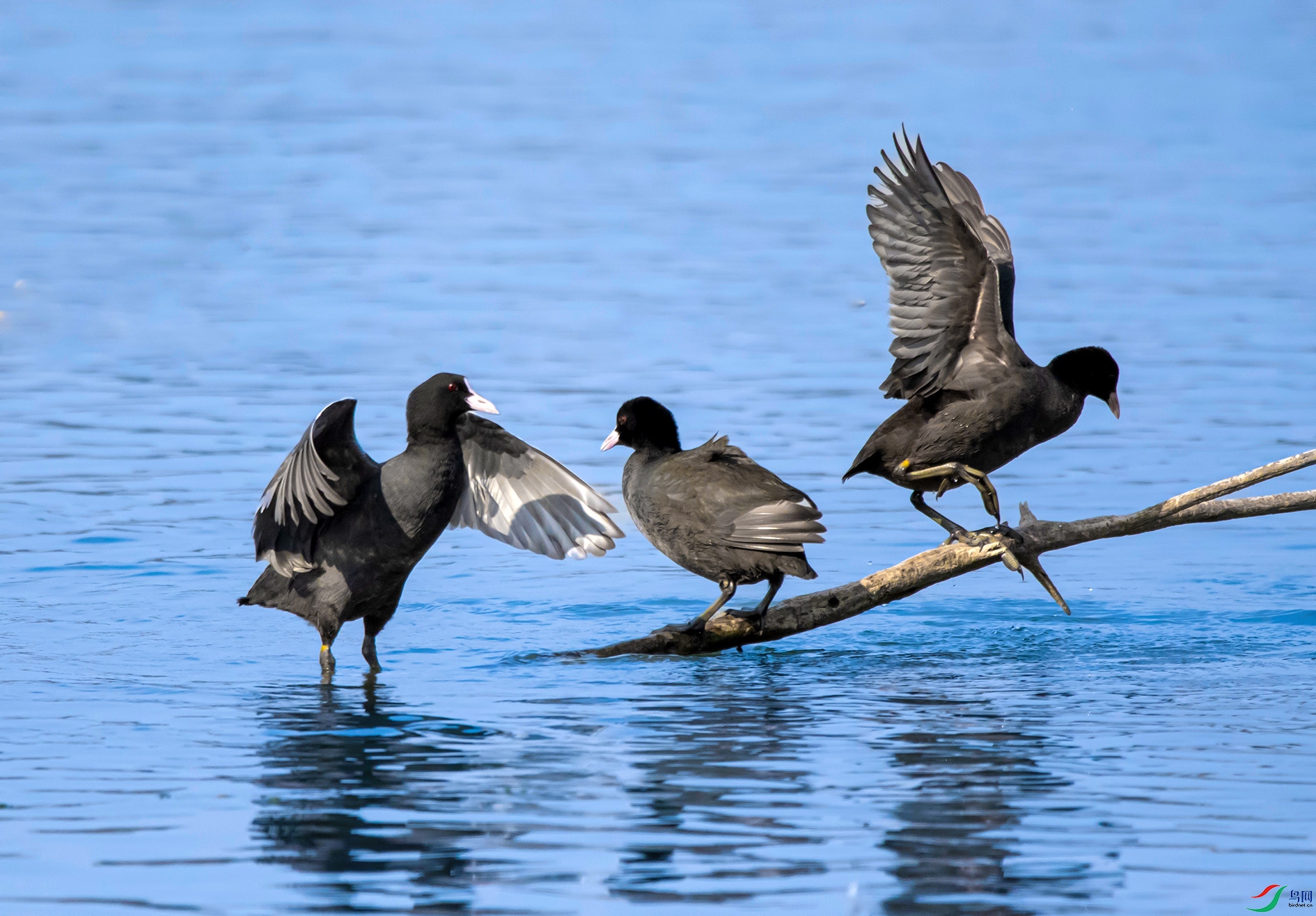 DSC_9603 ���� 2.jpg