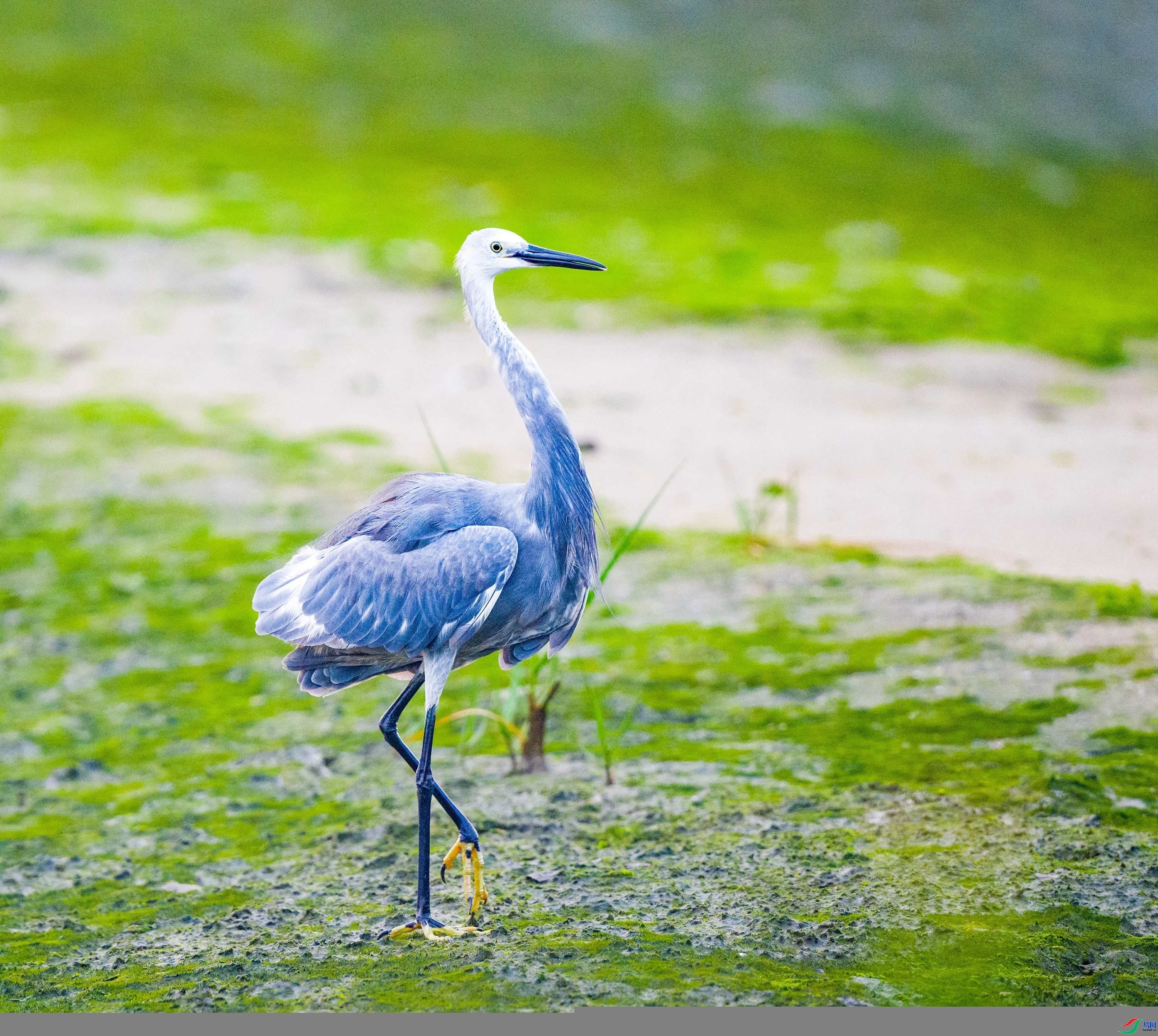 �����˴�Լ�ĻҰ��ء���