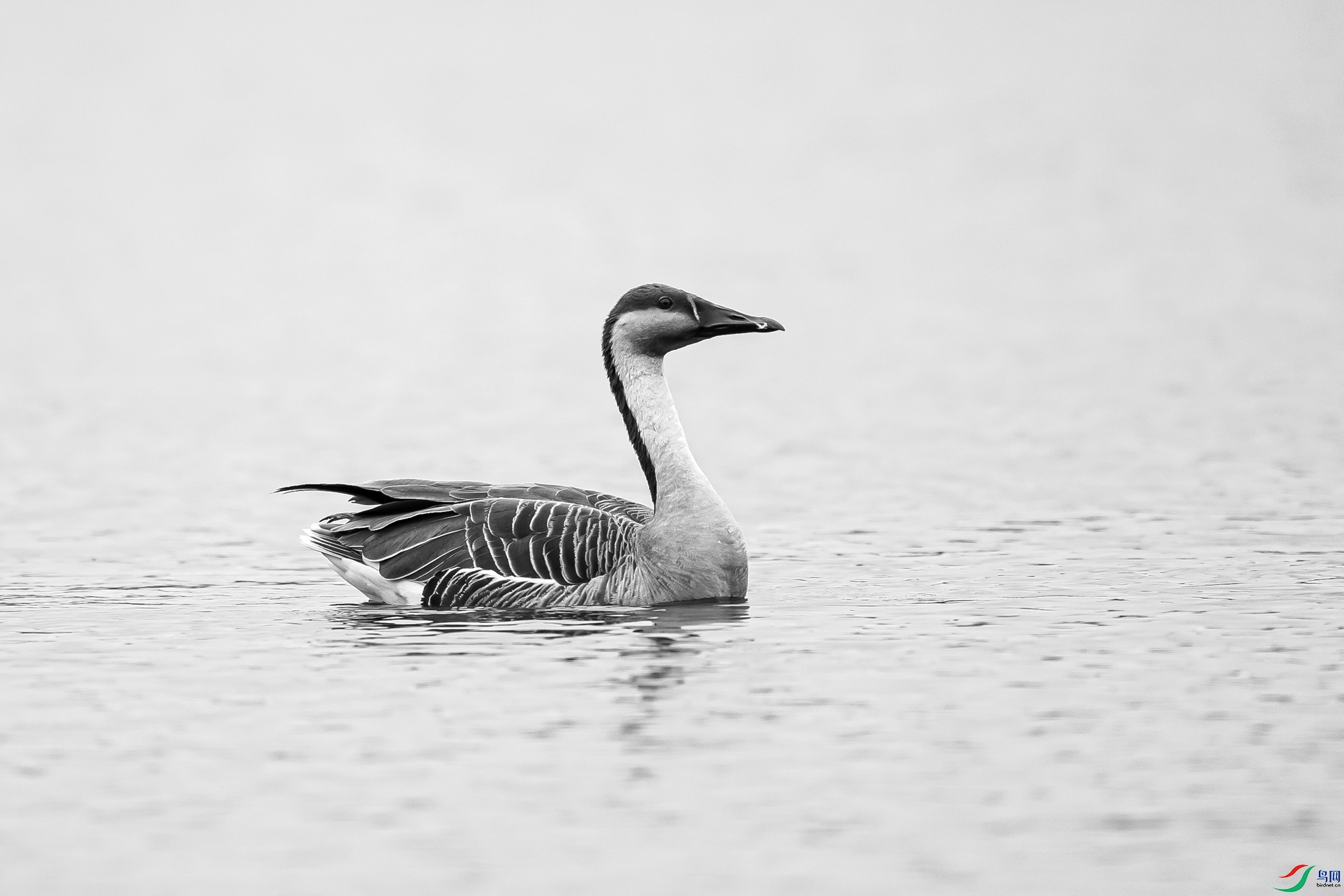 _DSC68930.jpg